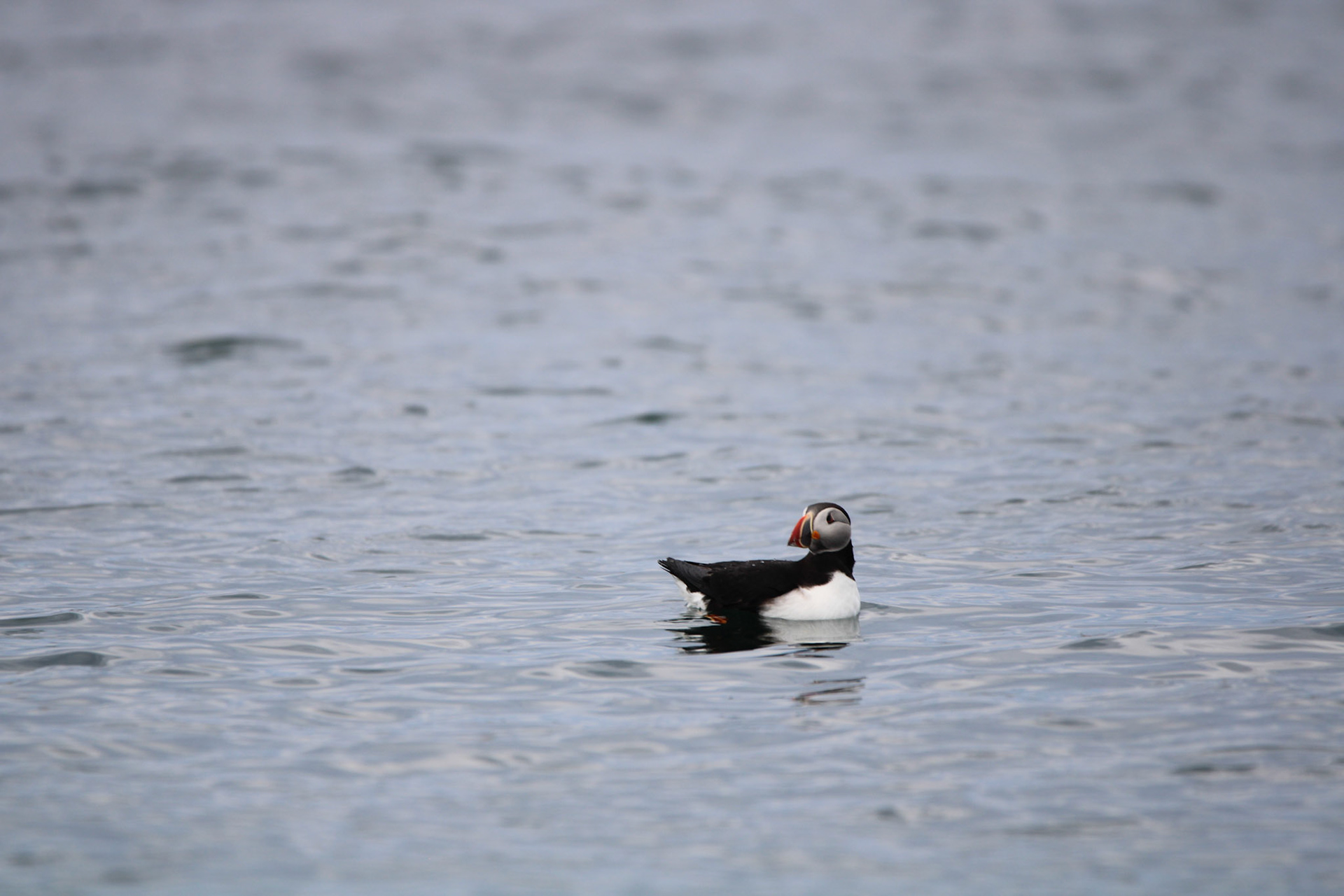 Atlantic Puffin