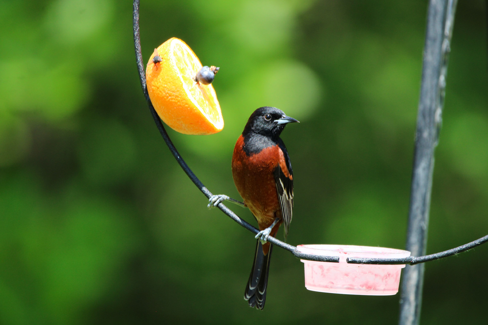 Orchard Oriole