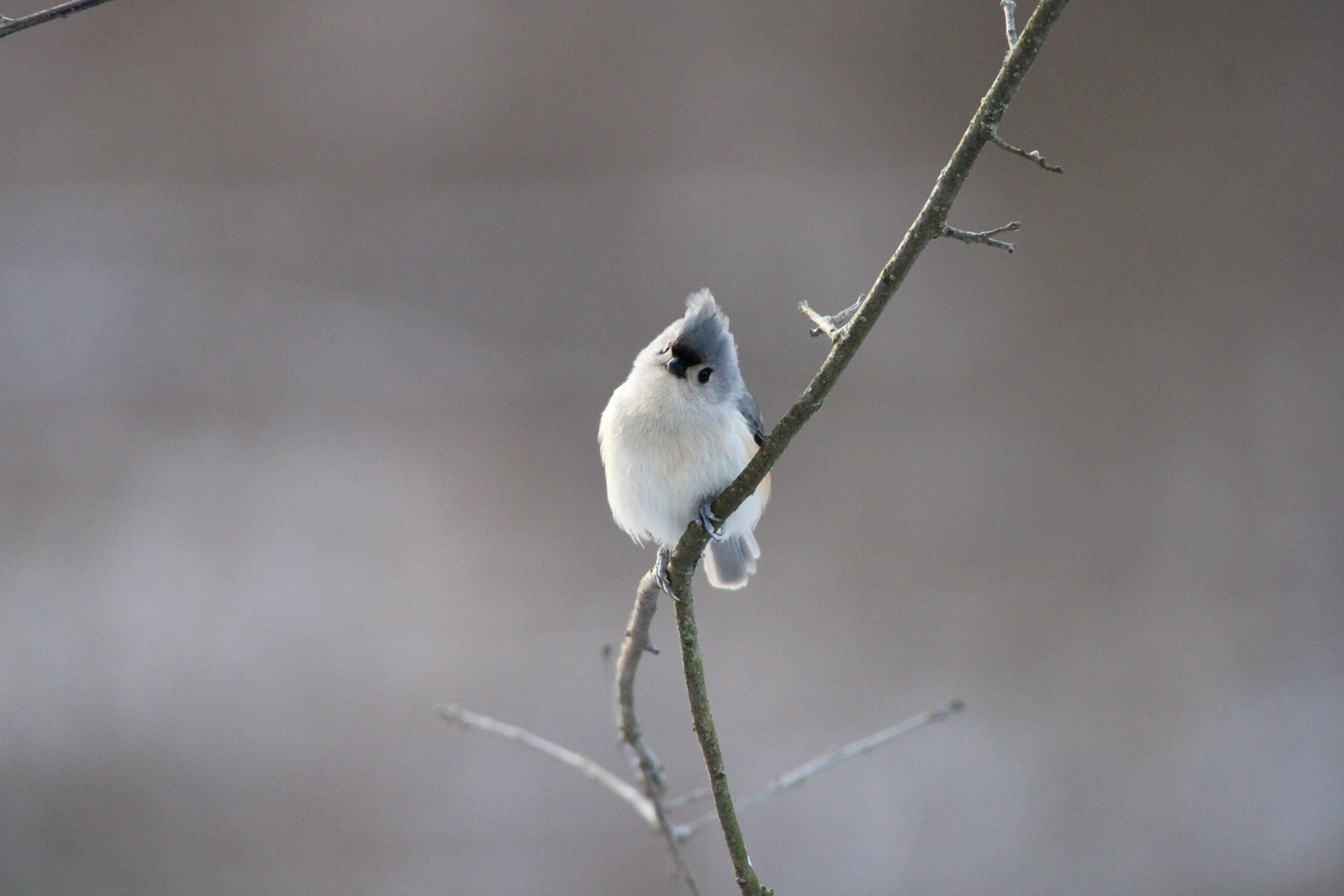 Tufted Titmouse