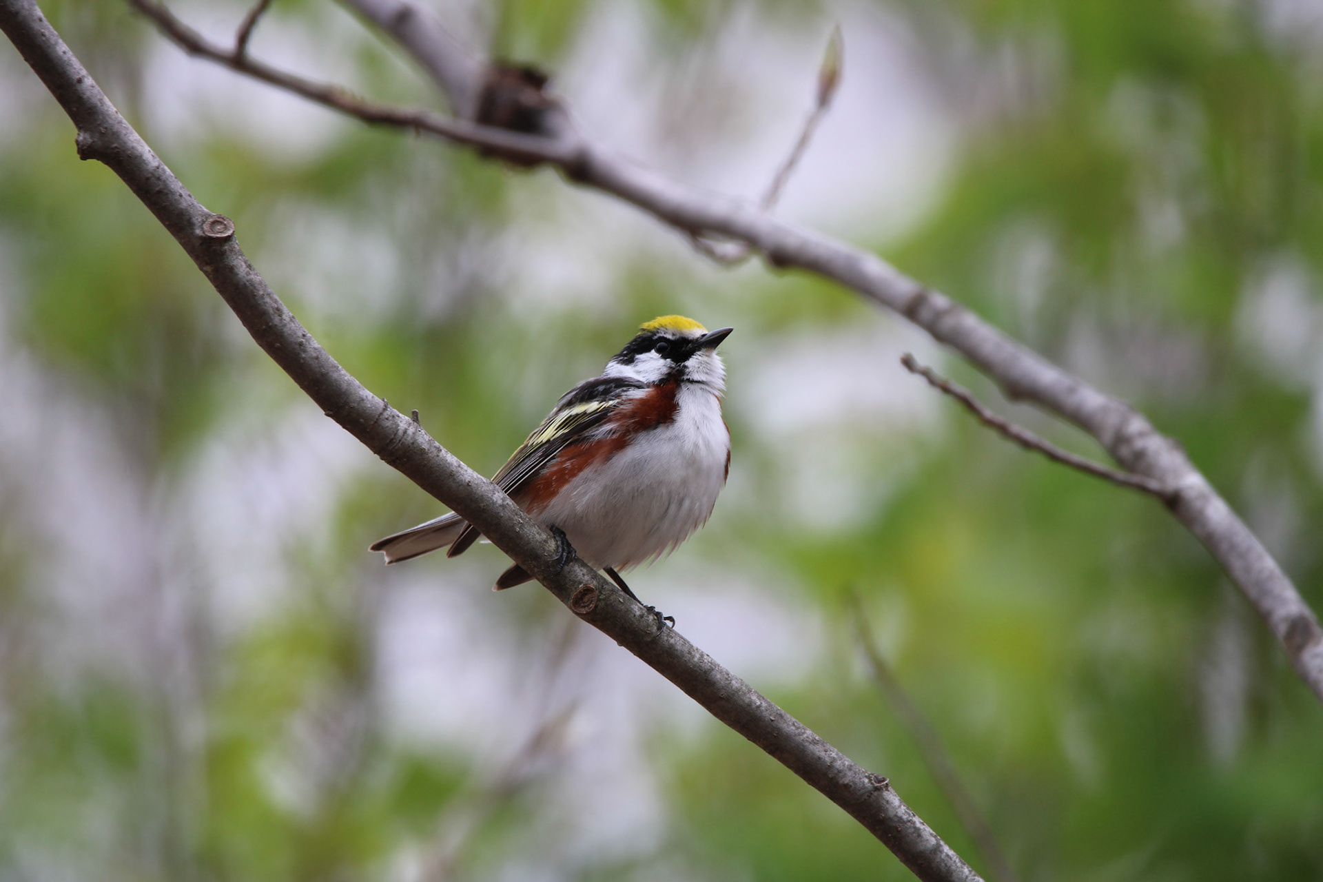 Chestnut-sided Warbler