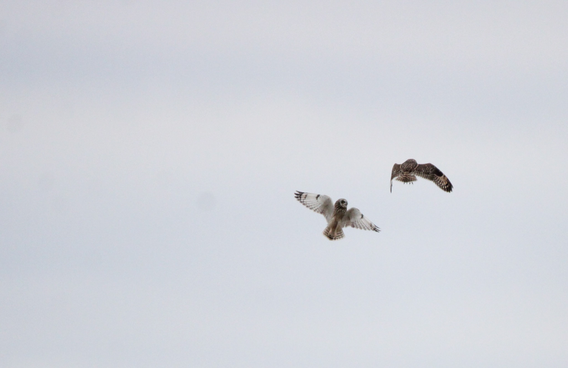 Short-eared Owls