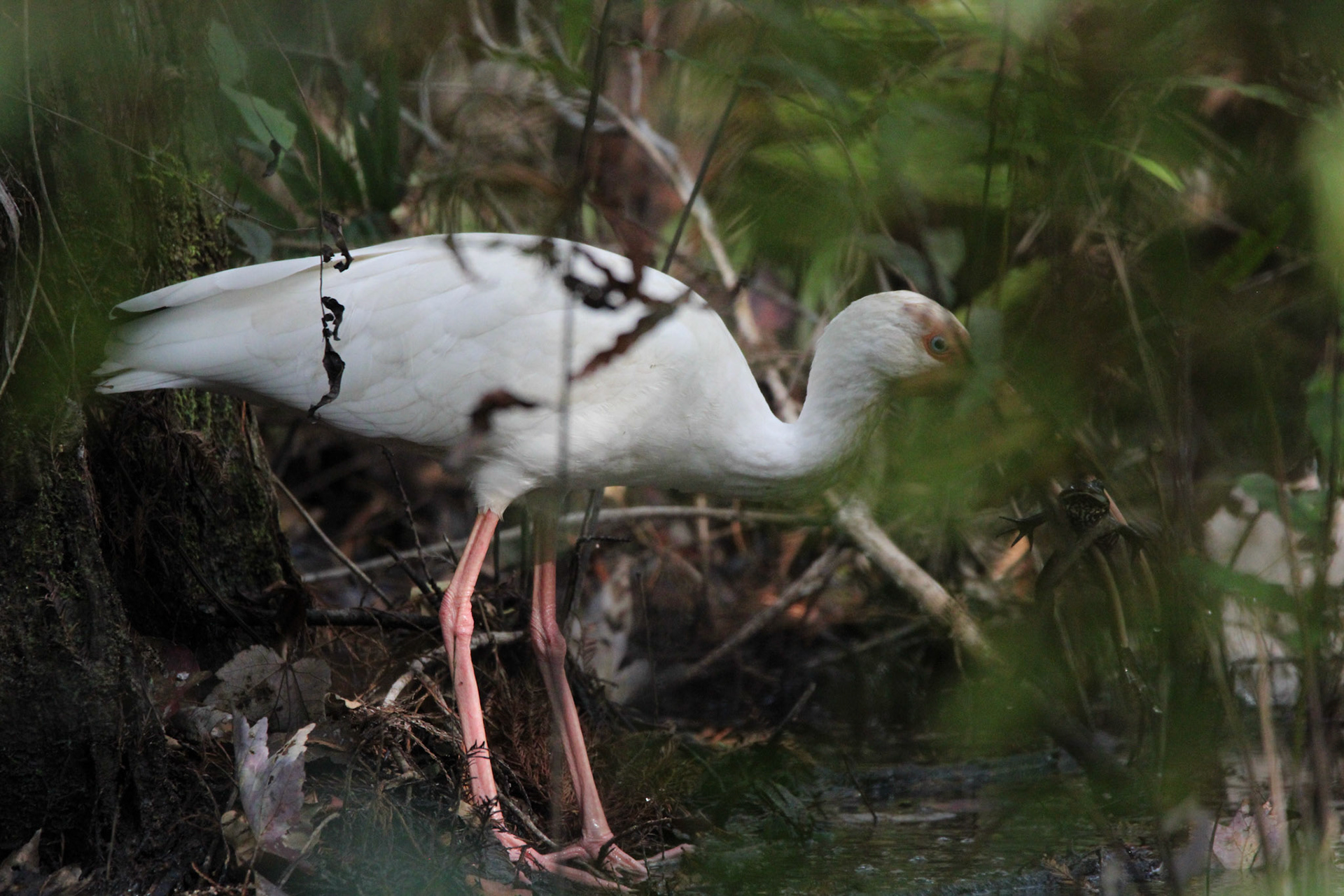 White Ibis