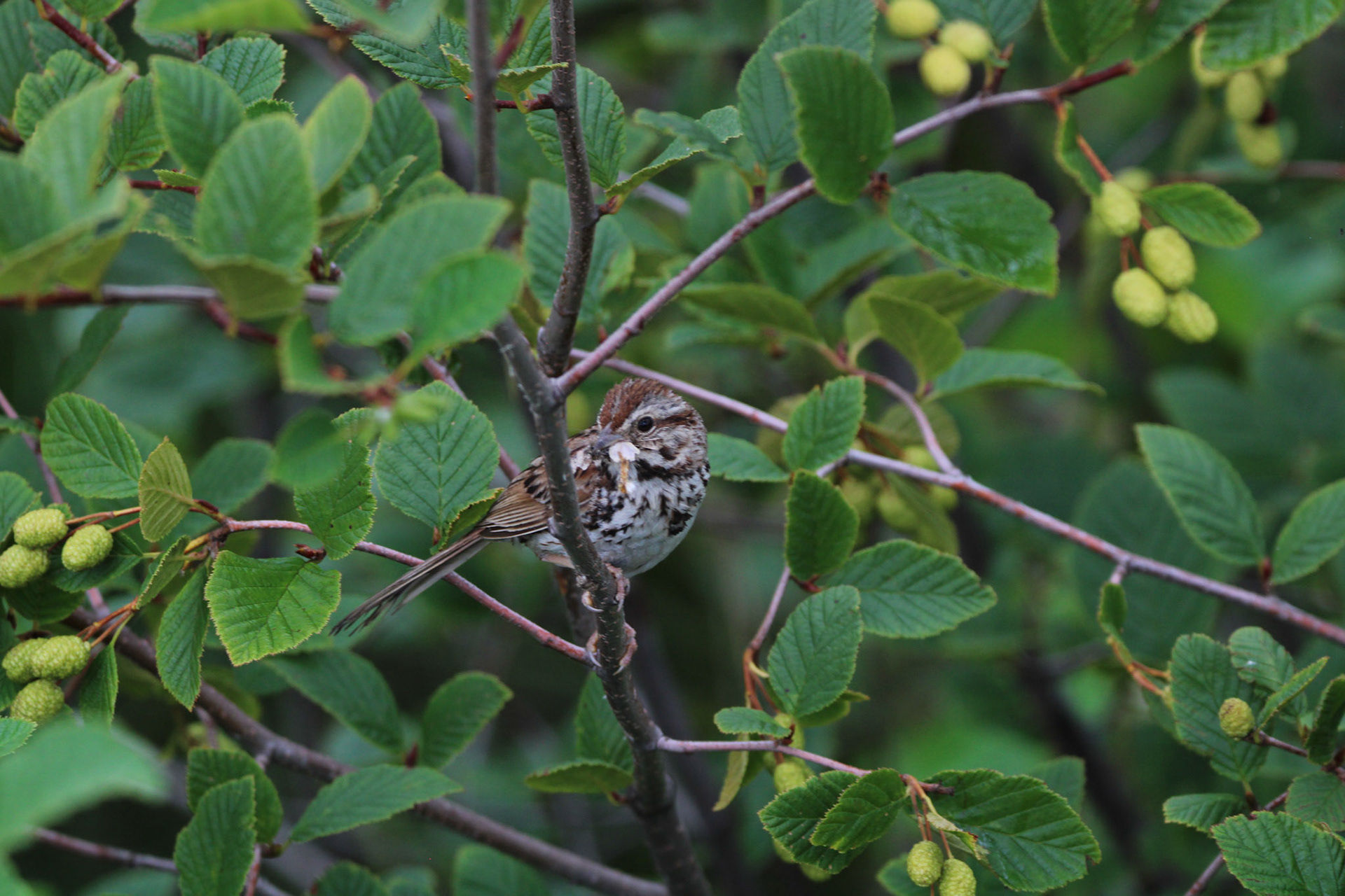 Song Sparrow - Grand Marais
