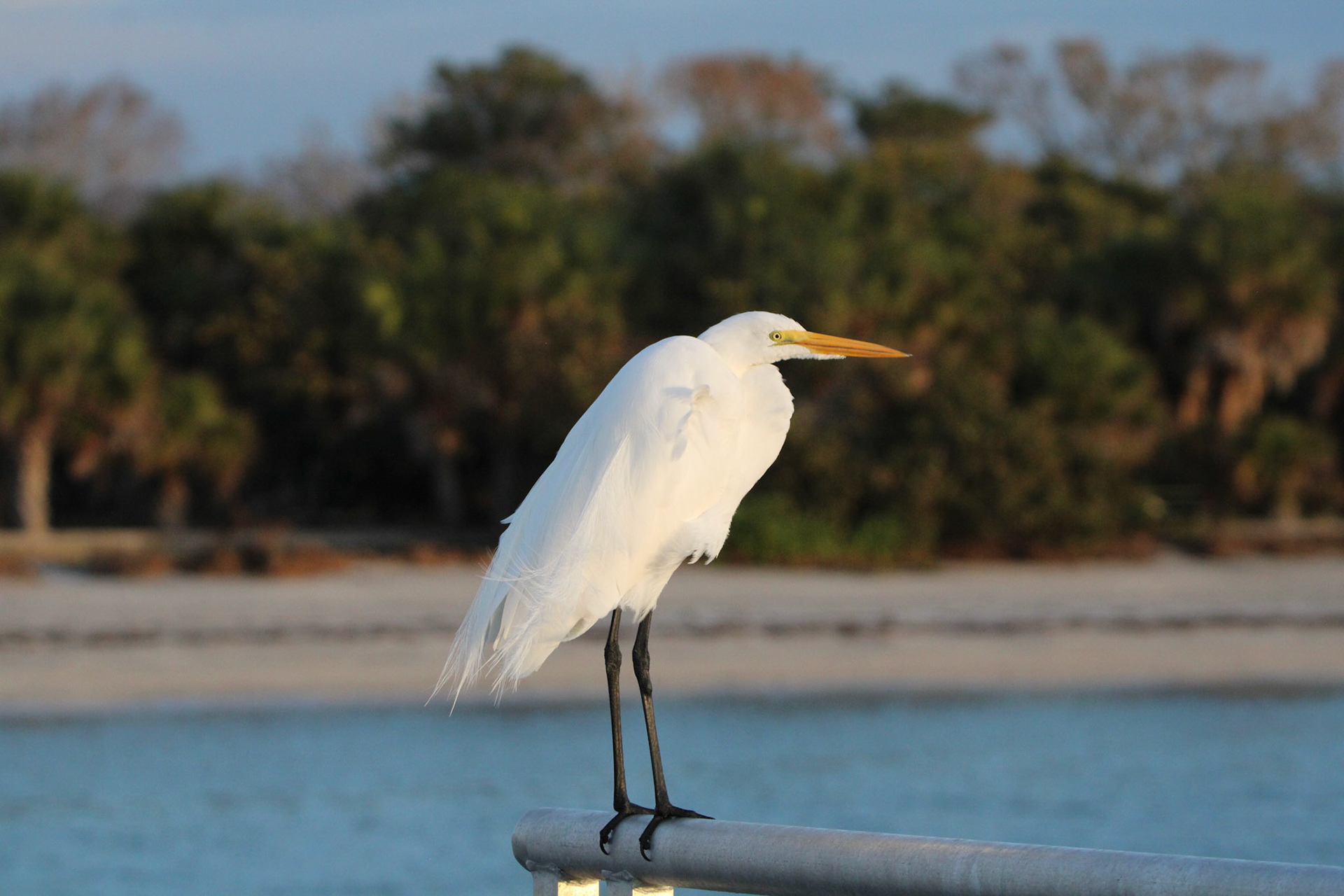 Great Egret