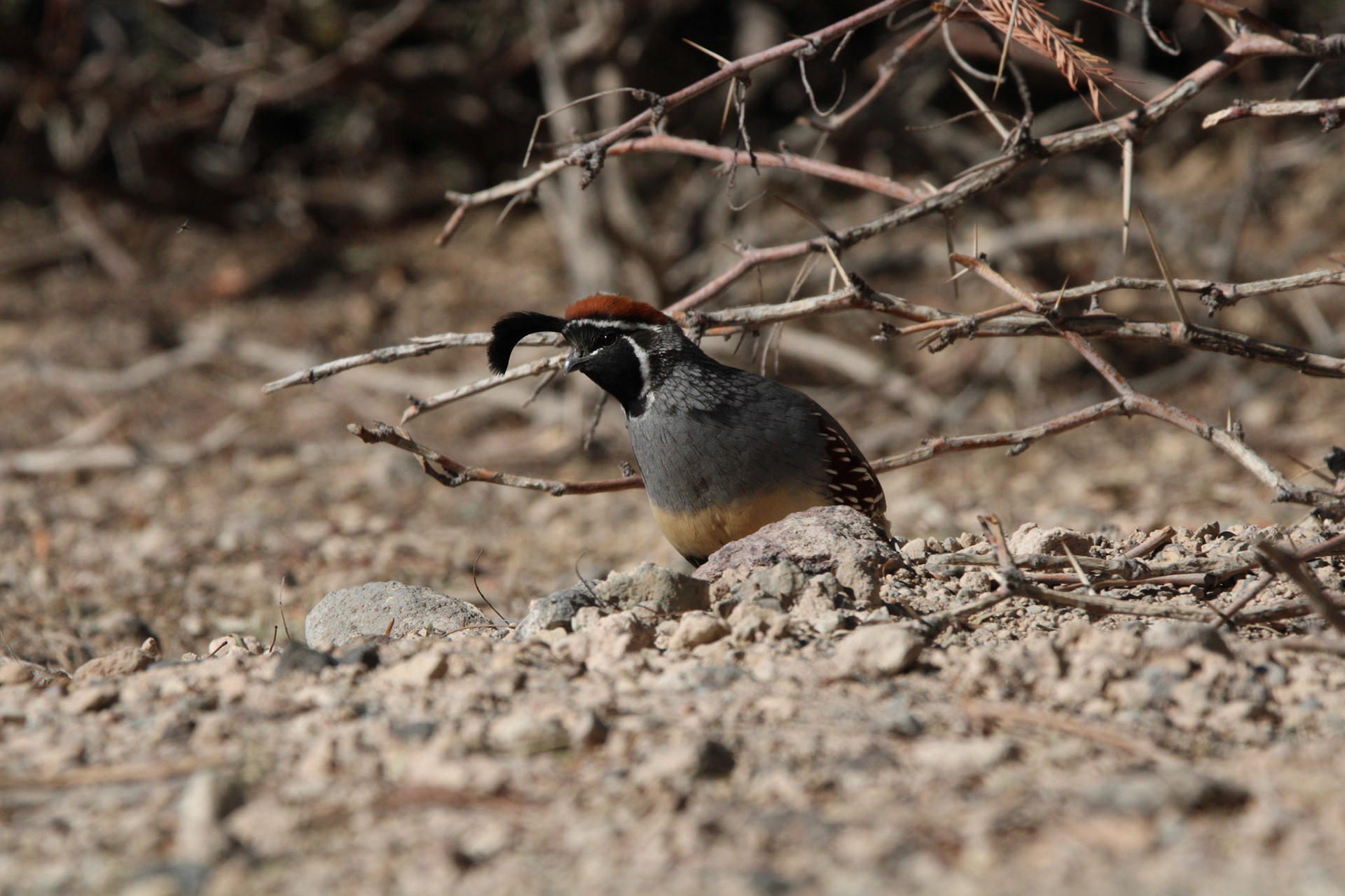 Gambel's Quail