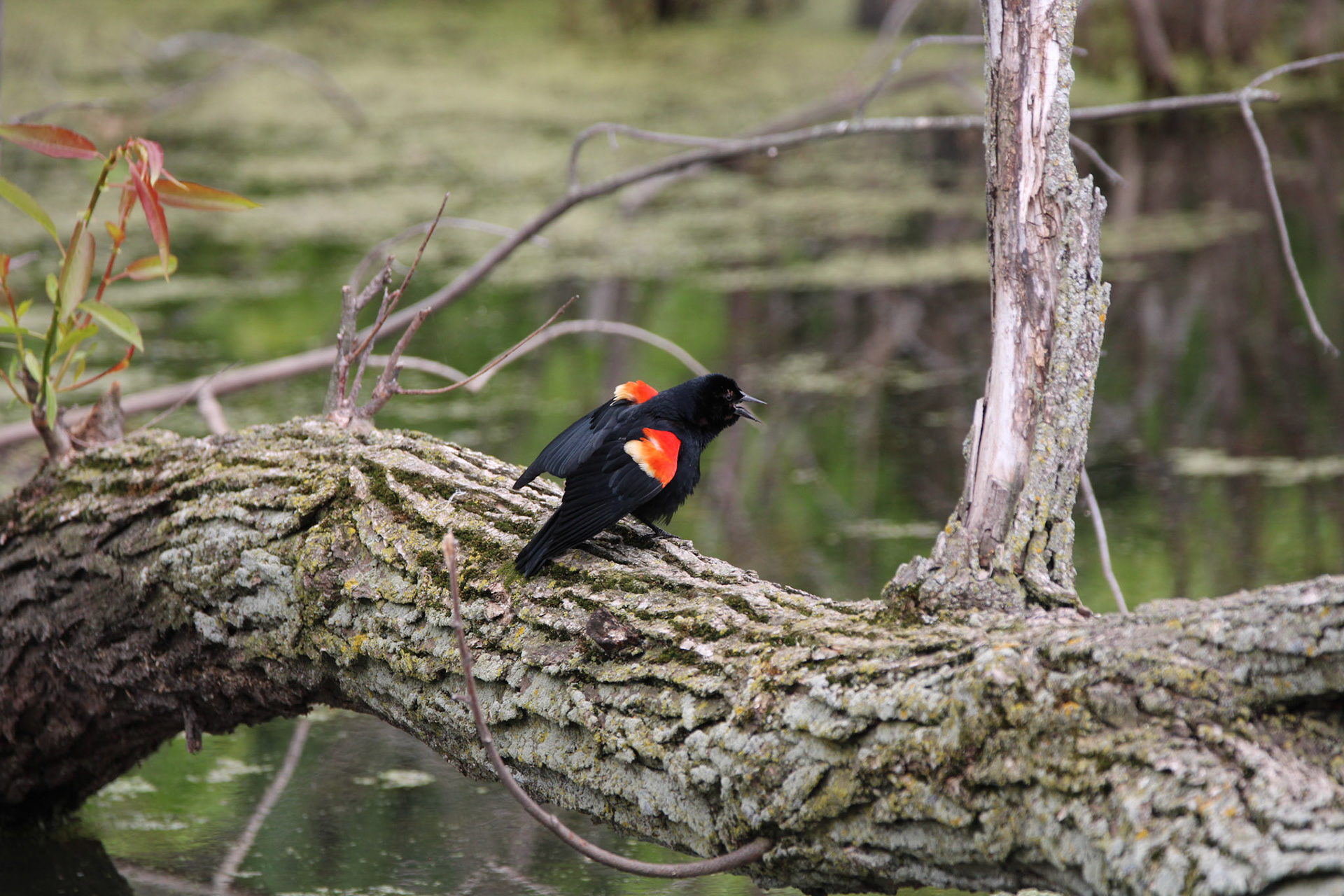 Red-winged Blackbird