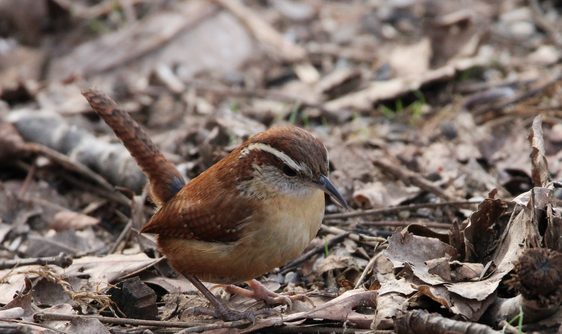 Carolina Wren