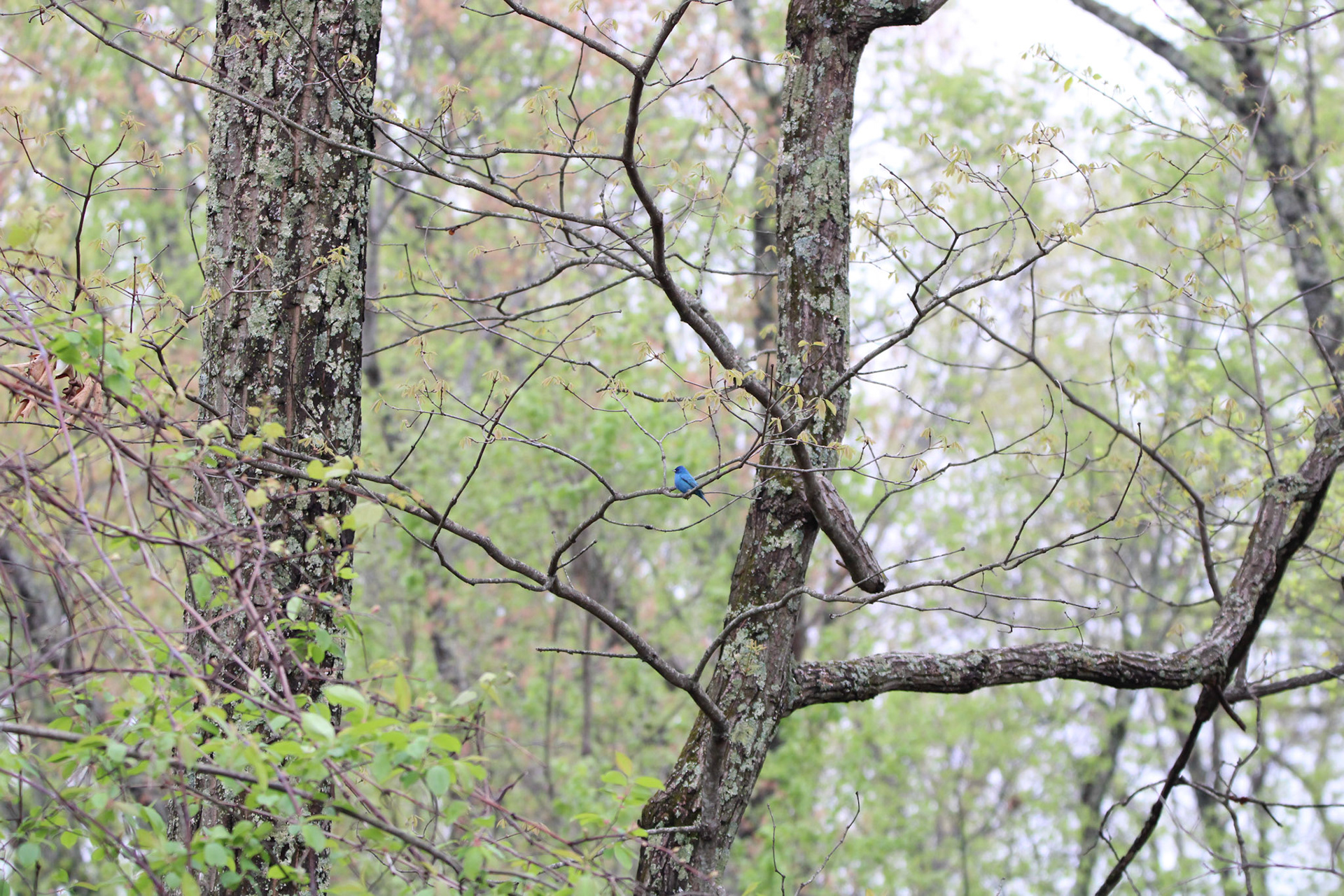 Indigo Bunting