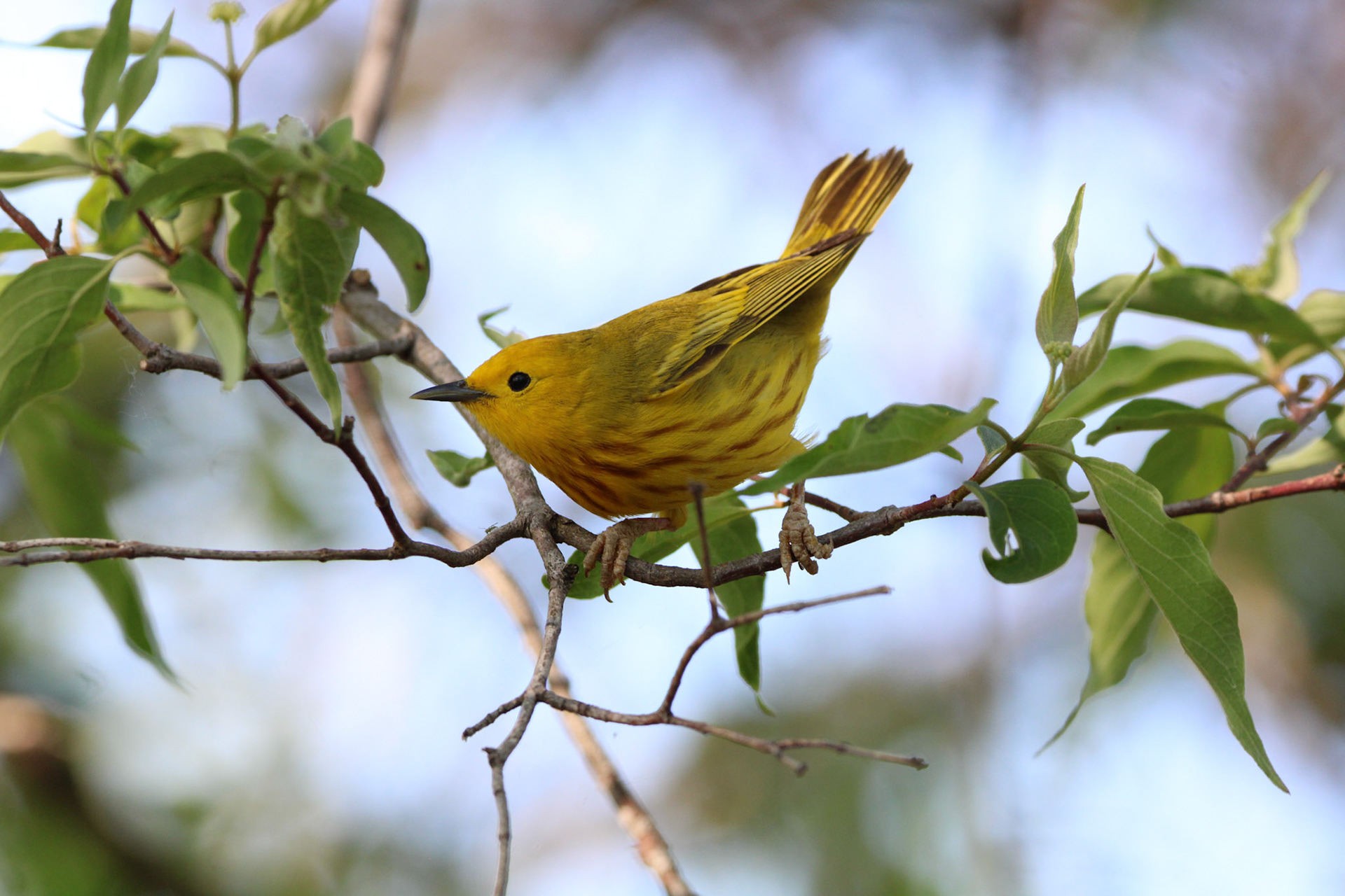 Northern Yellow Warbler