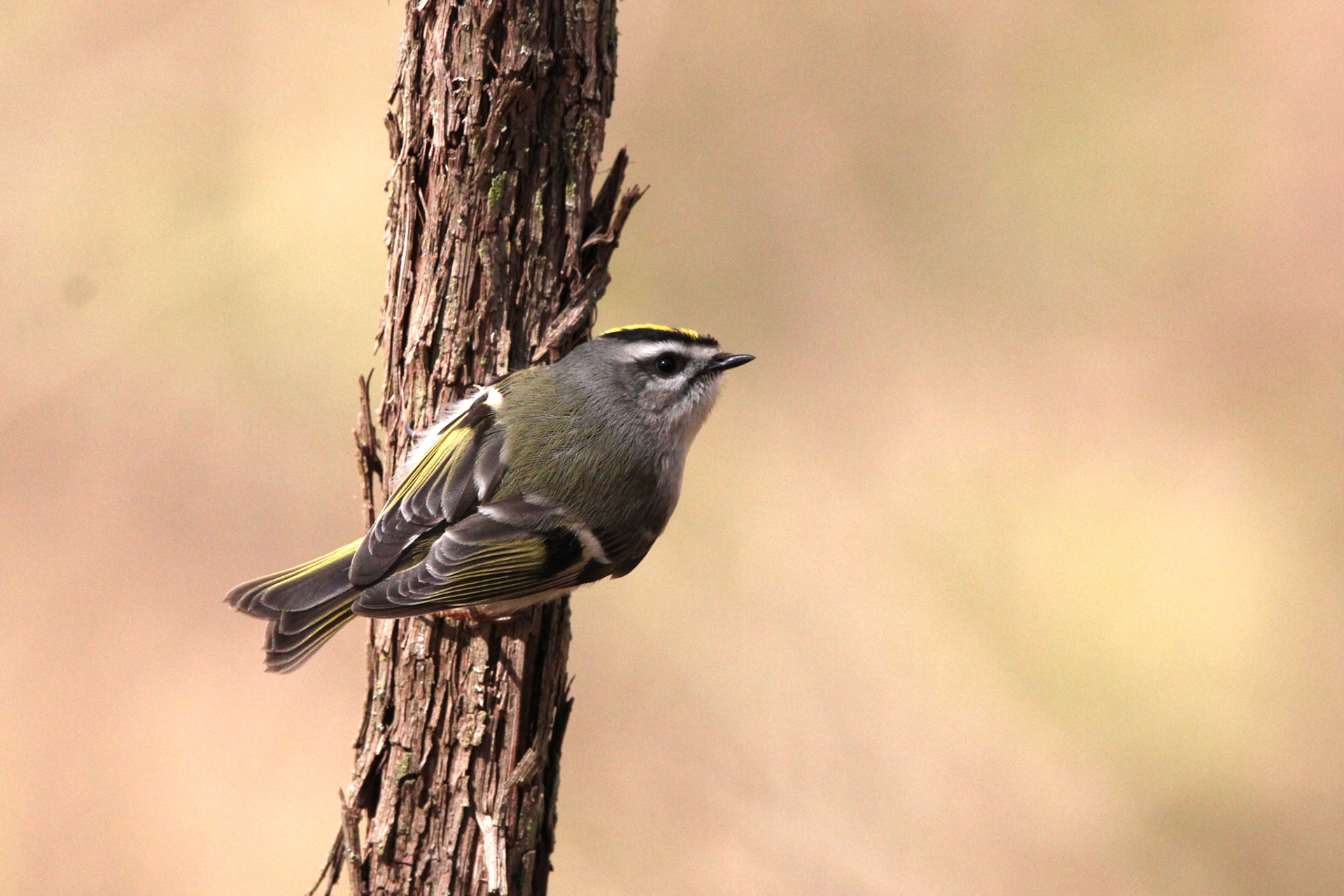 Golden-crowned Kinglet