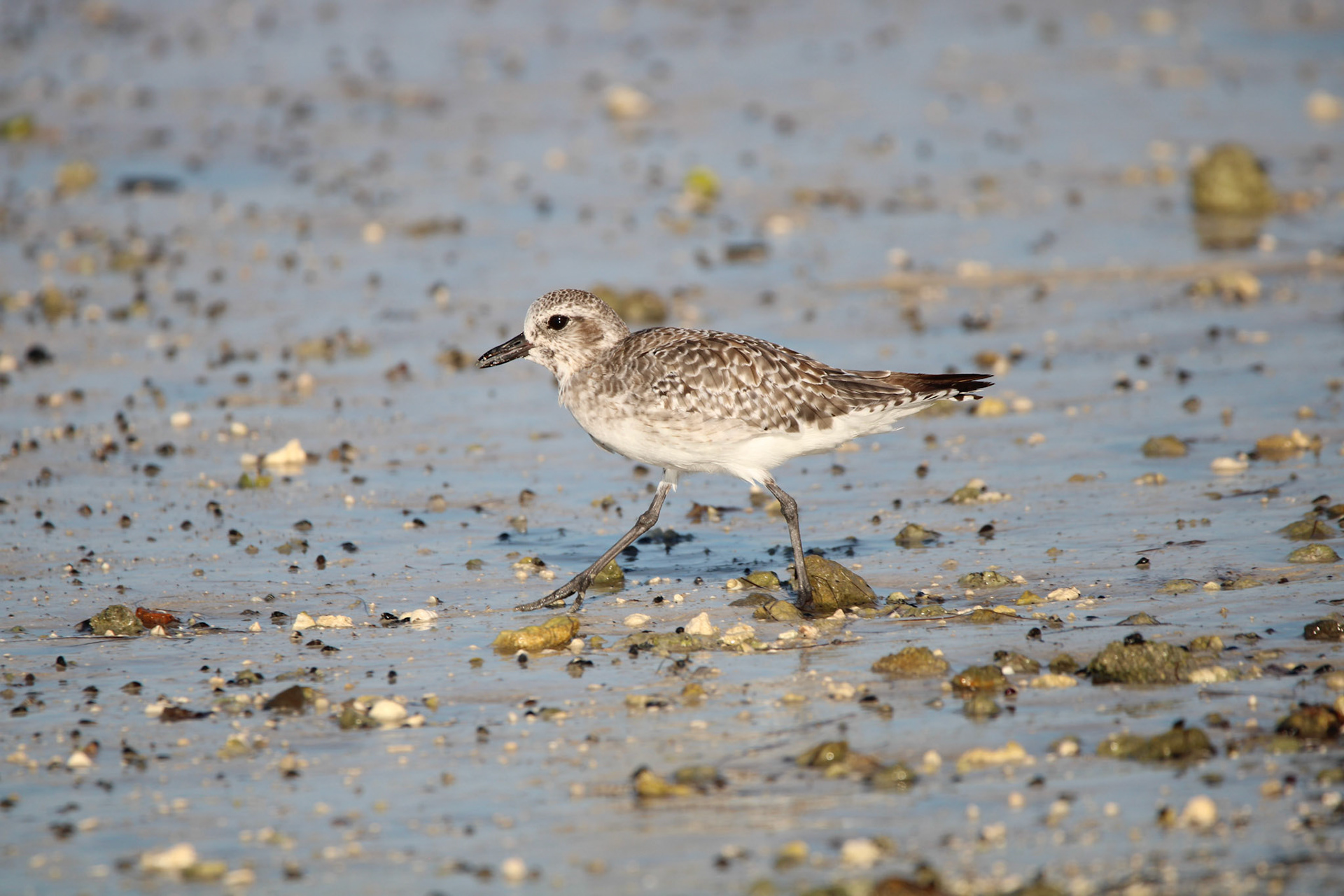 Black-bellied Plover