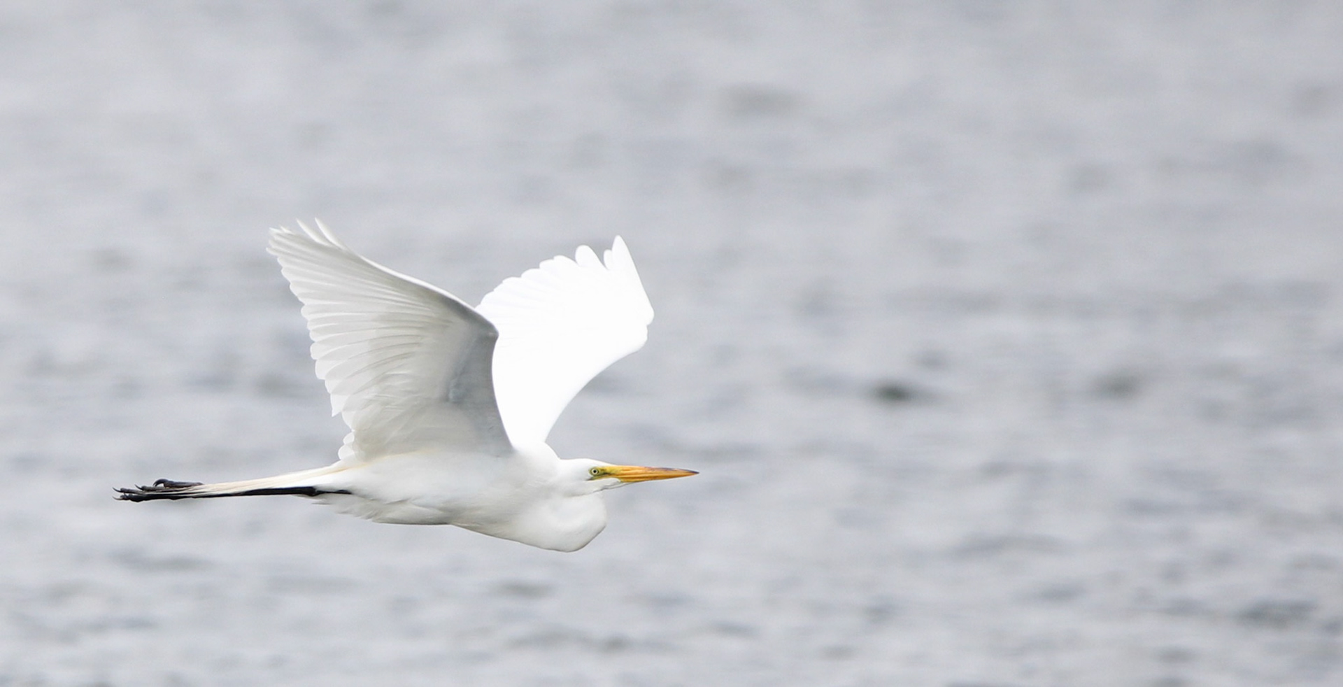 Great Egret