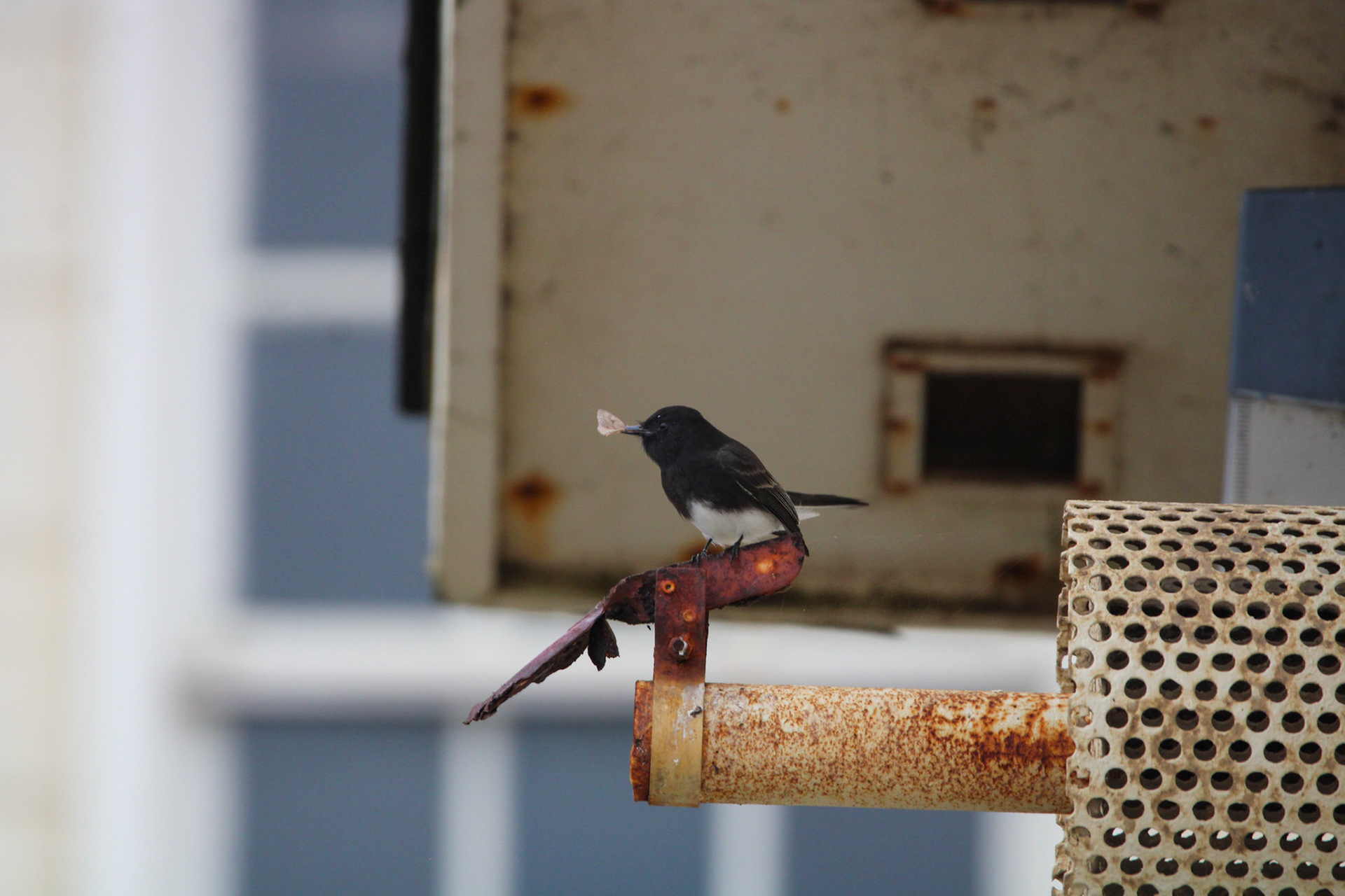 Black Phoebe - Rodeo Lagoon