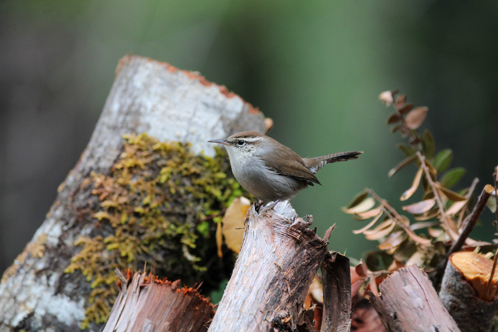 Bewick's Wren - Big Basin Redwoods State Park