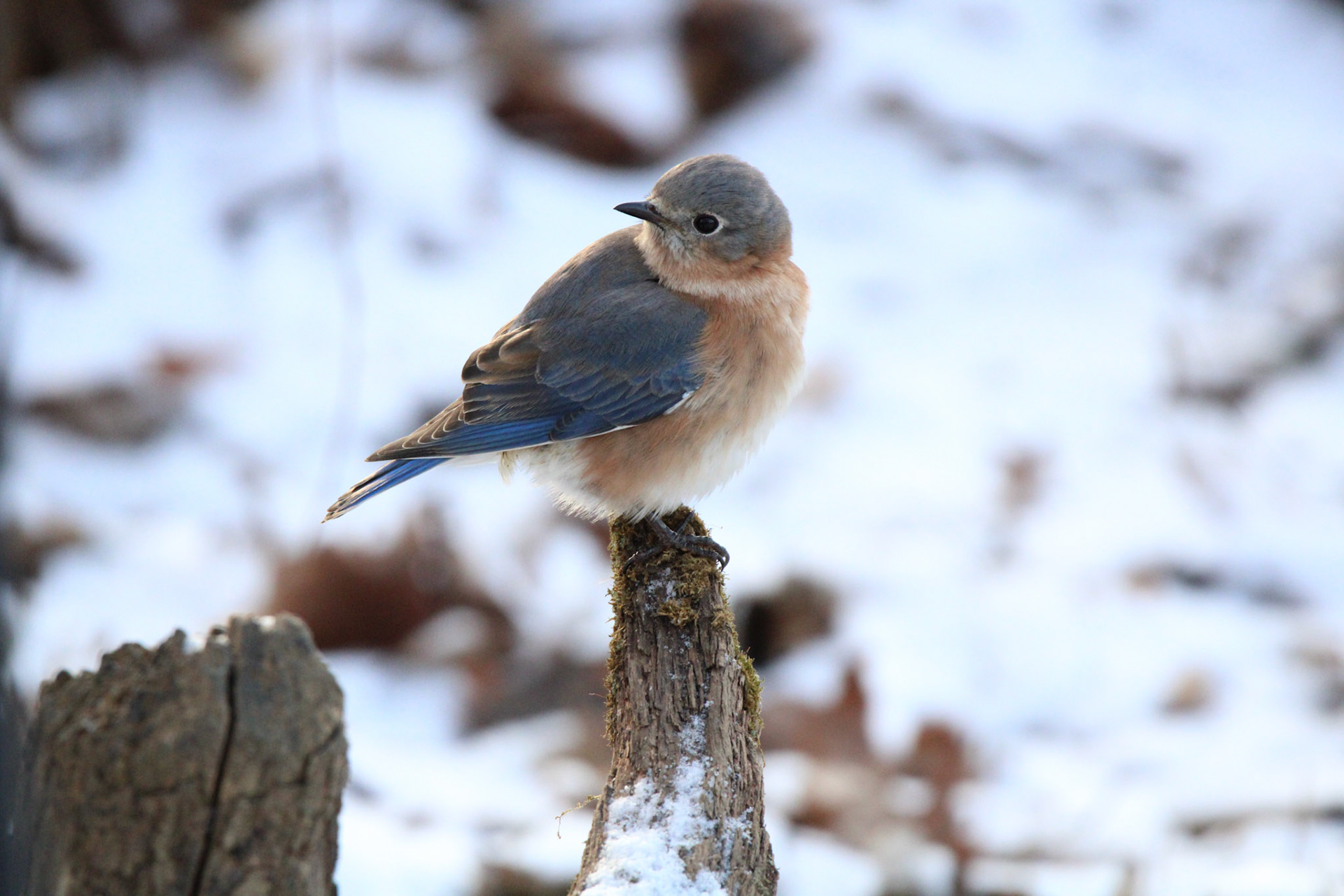 Eastern Bluebird