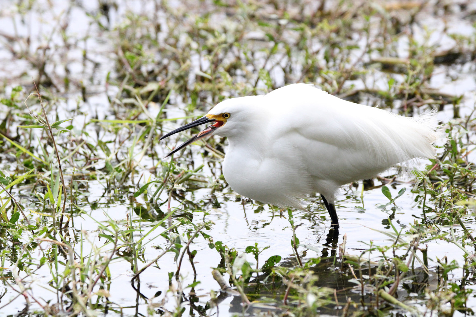 Snowy Egret