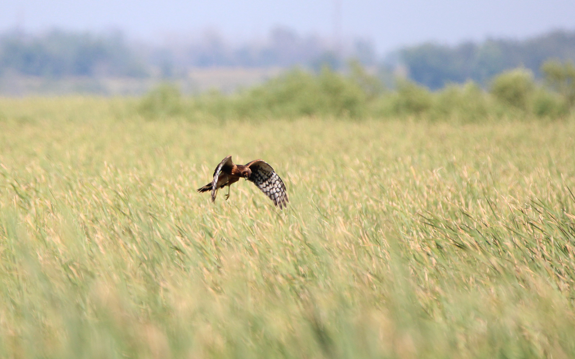 Northern Harrier - Horicon Marsh