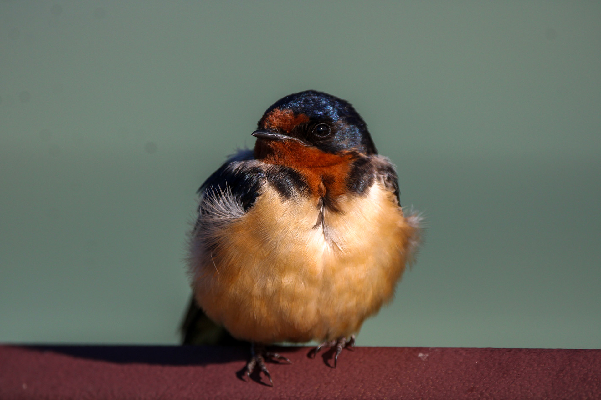 Barn Swallow