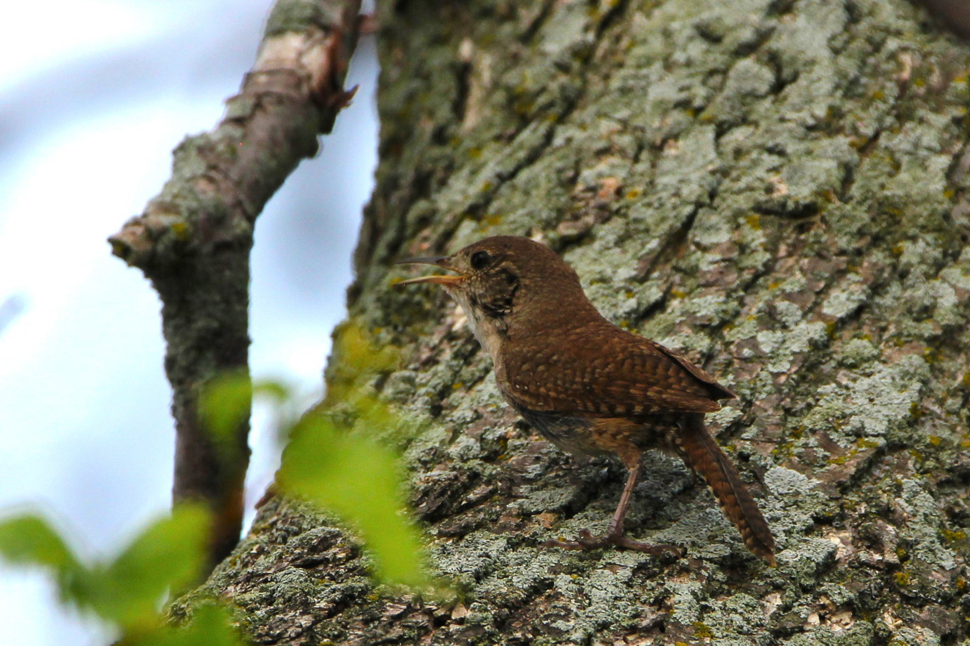 House Wren