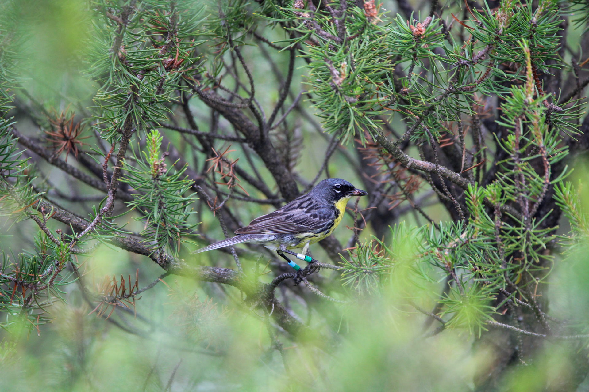 Kirtland's Warbler - Huron National Forest