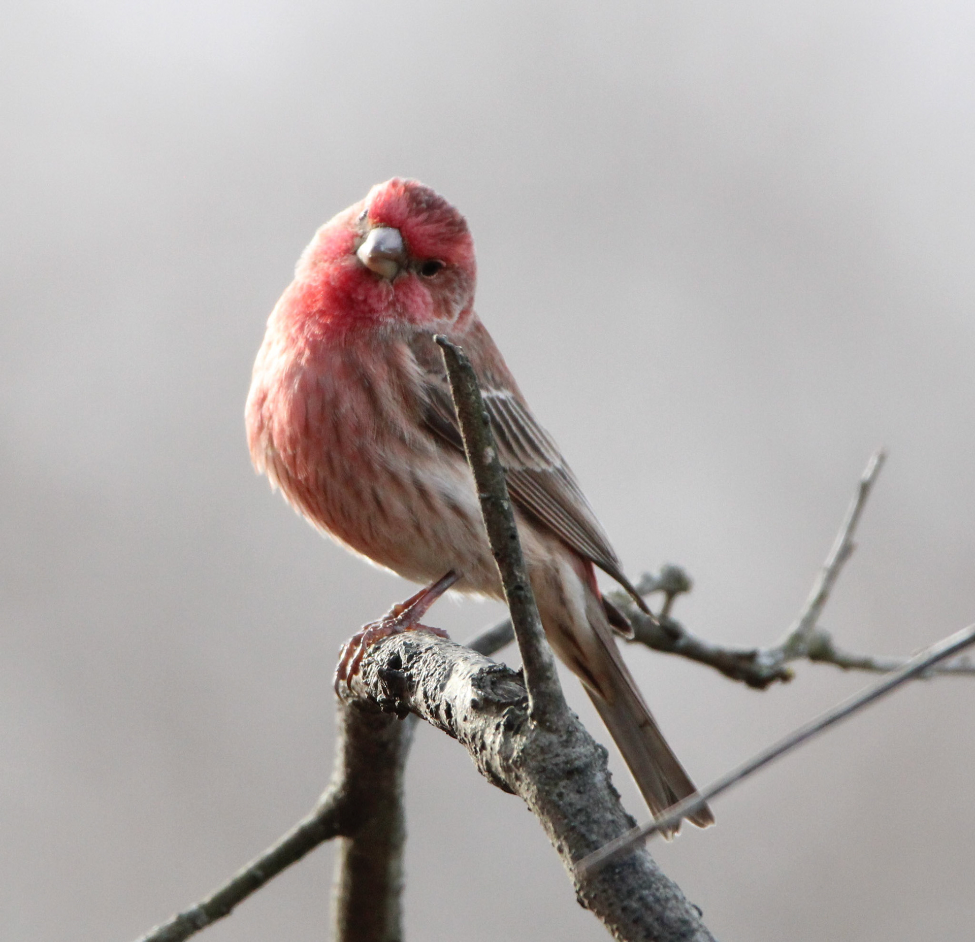 House Finch