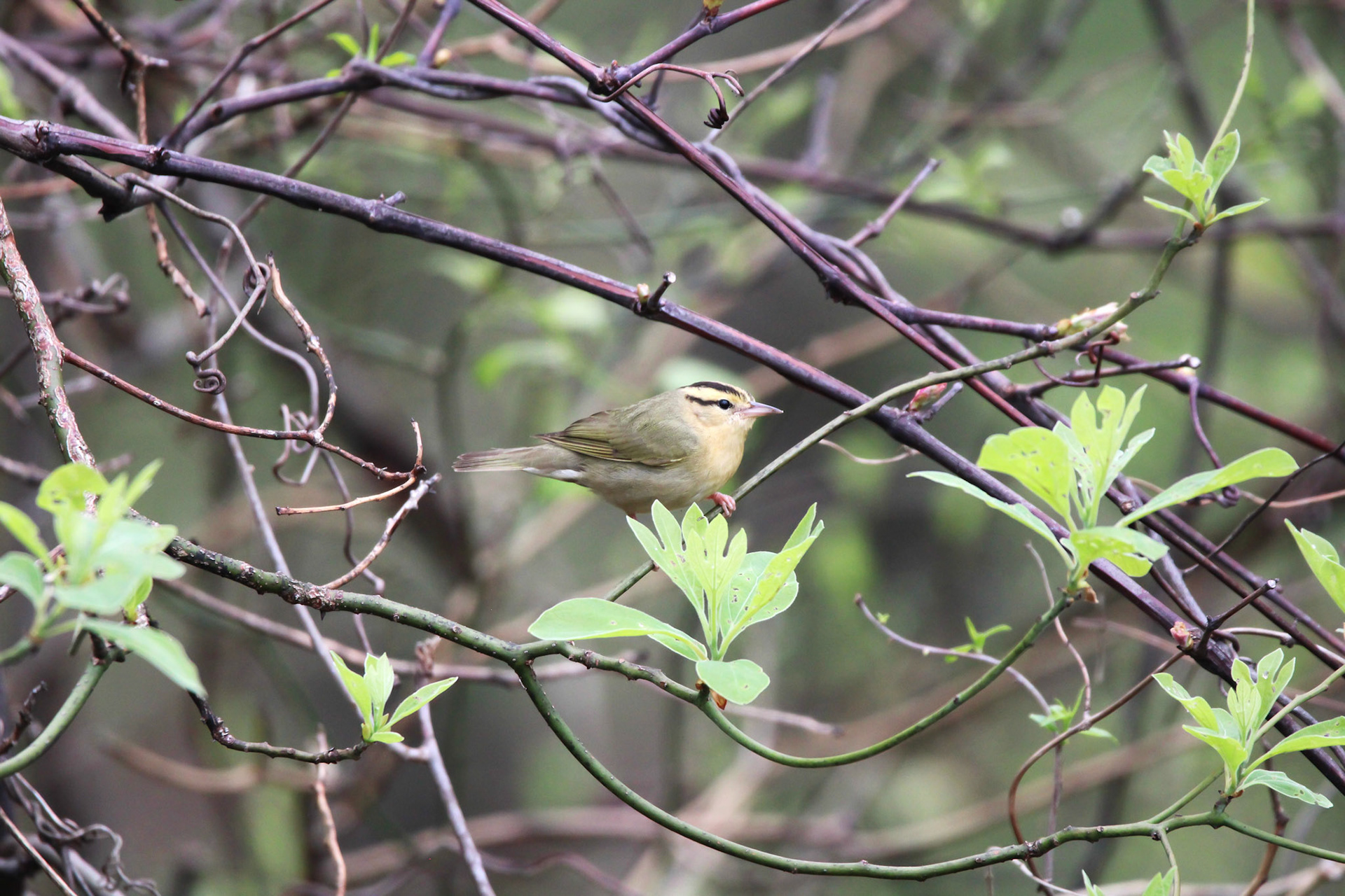 Worm-eating Warbler