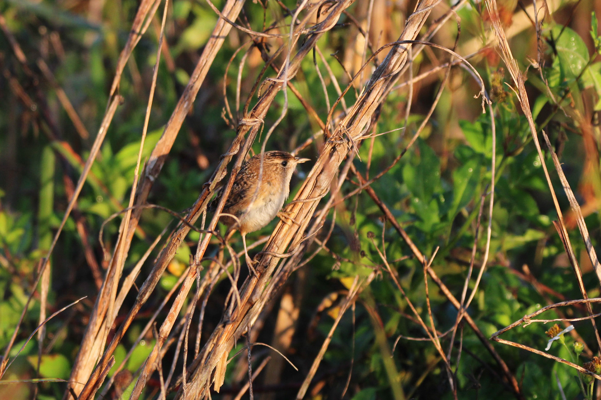 Sedge Wren - Holey Land Wildlife Management Area