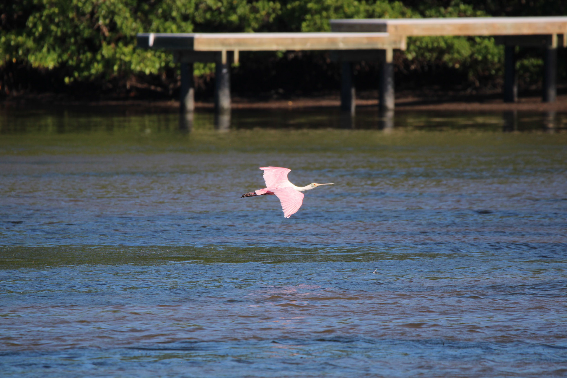 Roseate Spoonbill