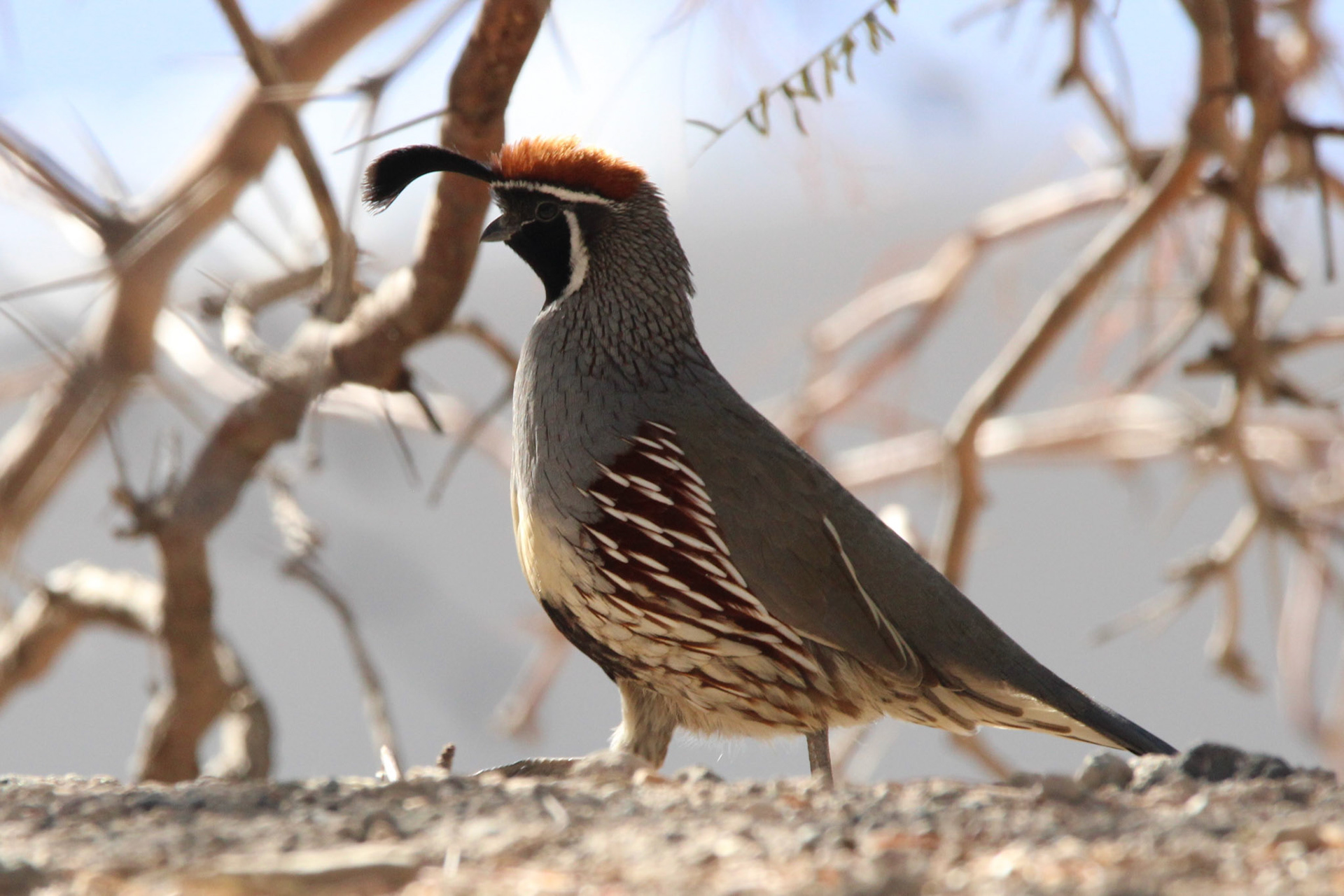 Gambel's Quail