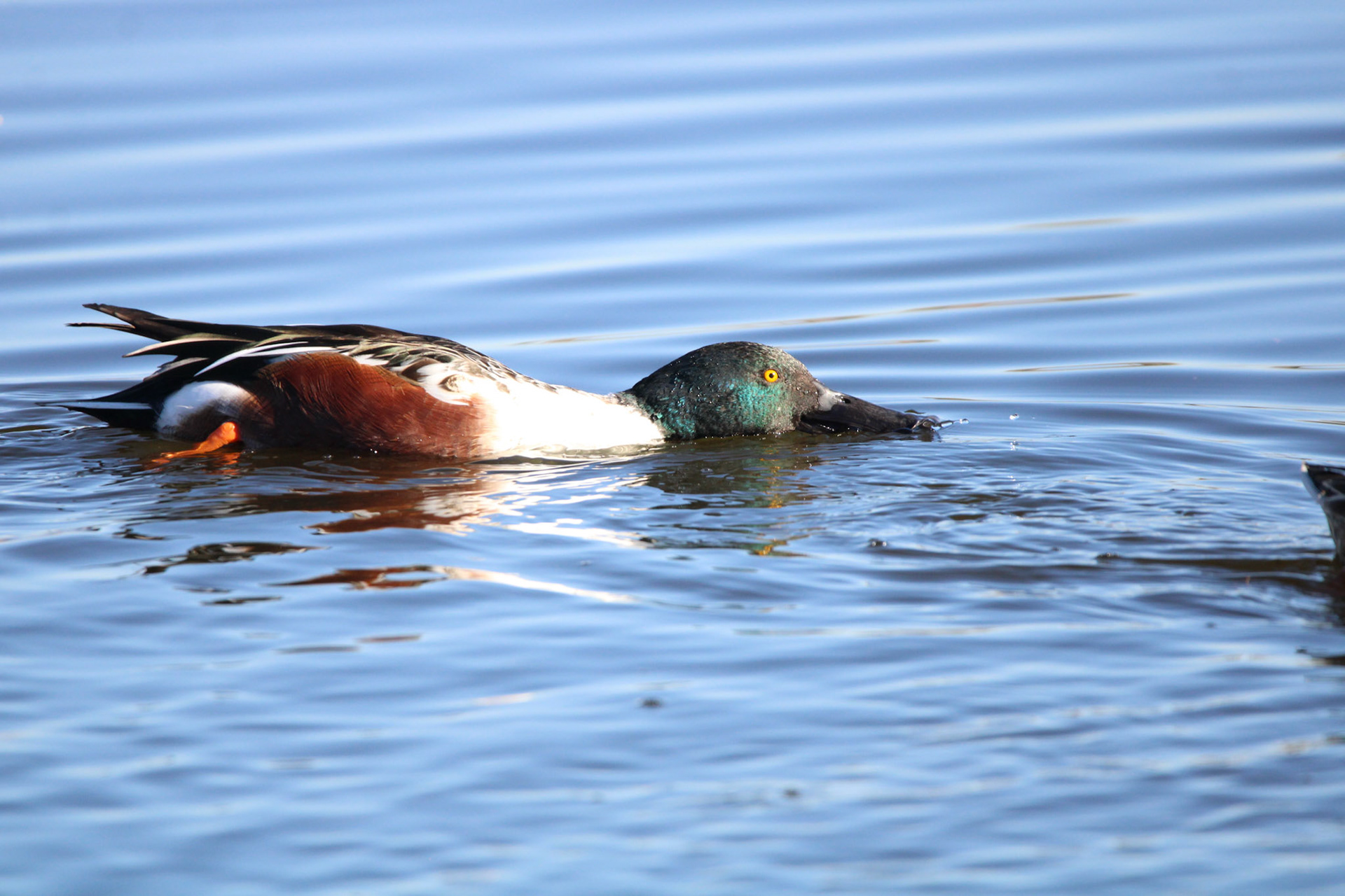 Northern Shoveler