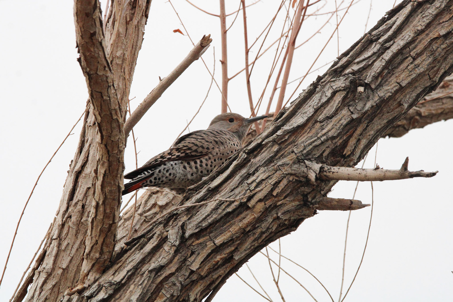 Northern Flicker