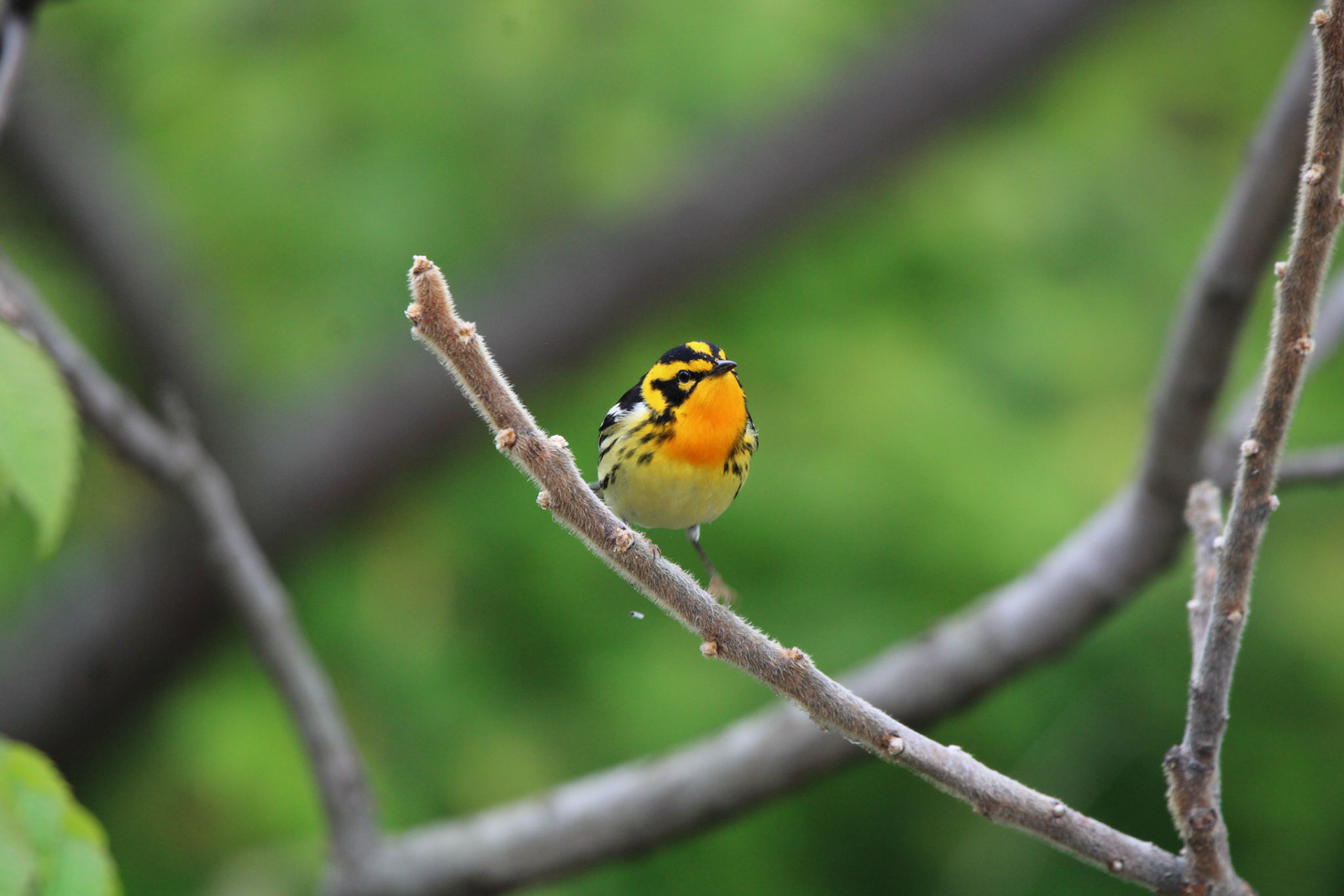 Blackburnian Warbler