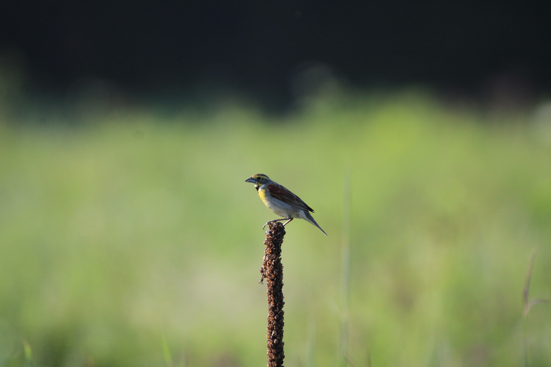 Dickcissel