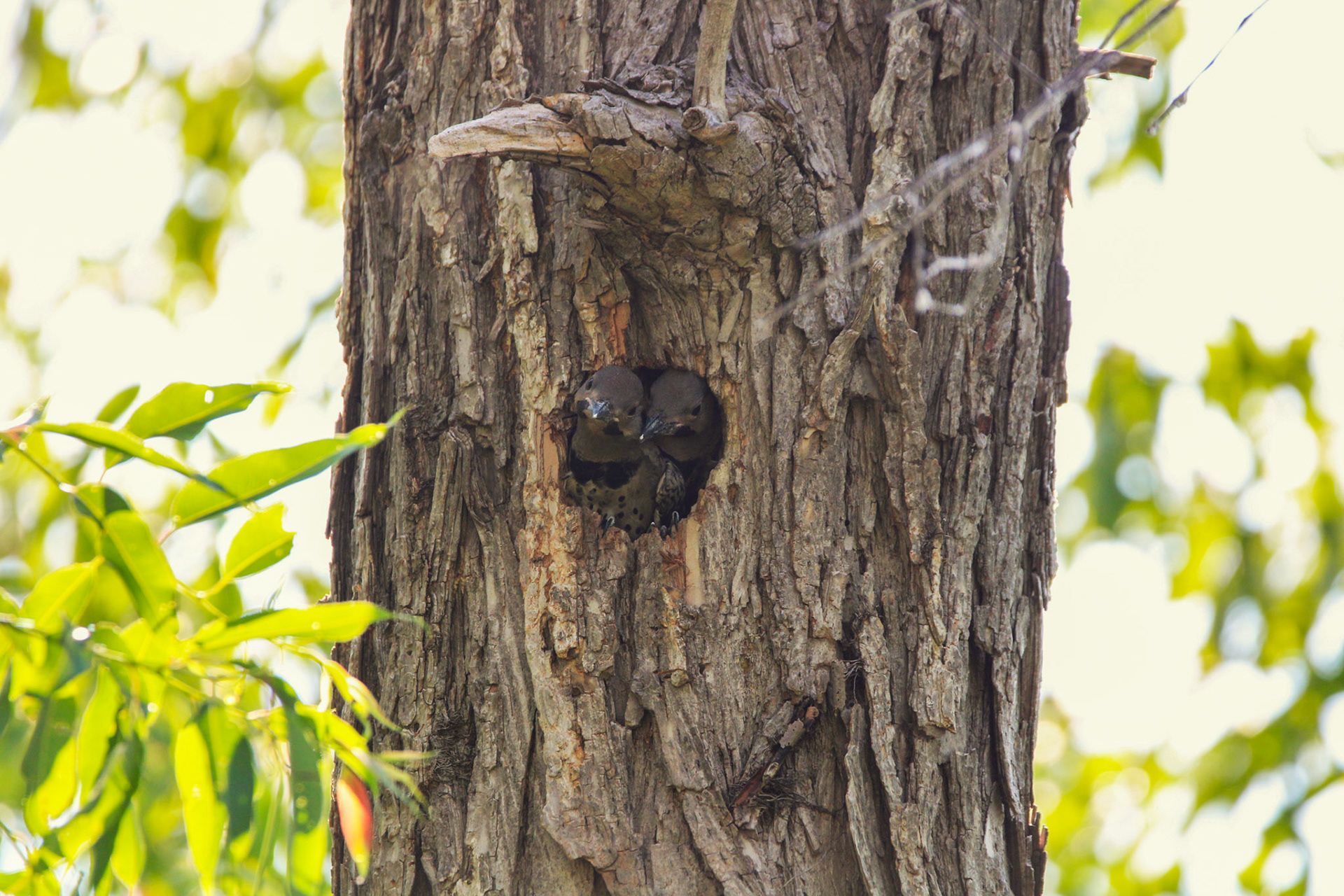 Northern Flicker - Sterling State Park