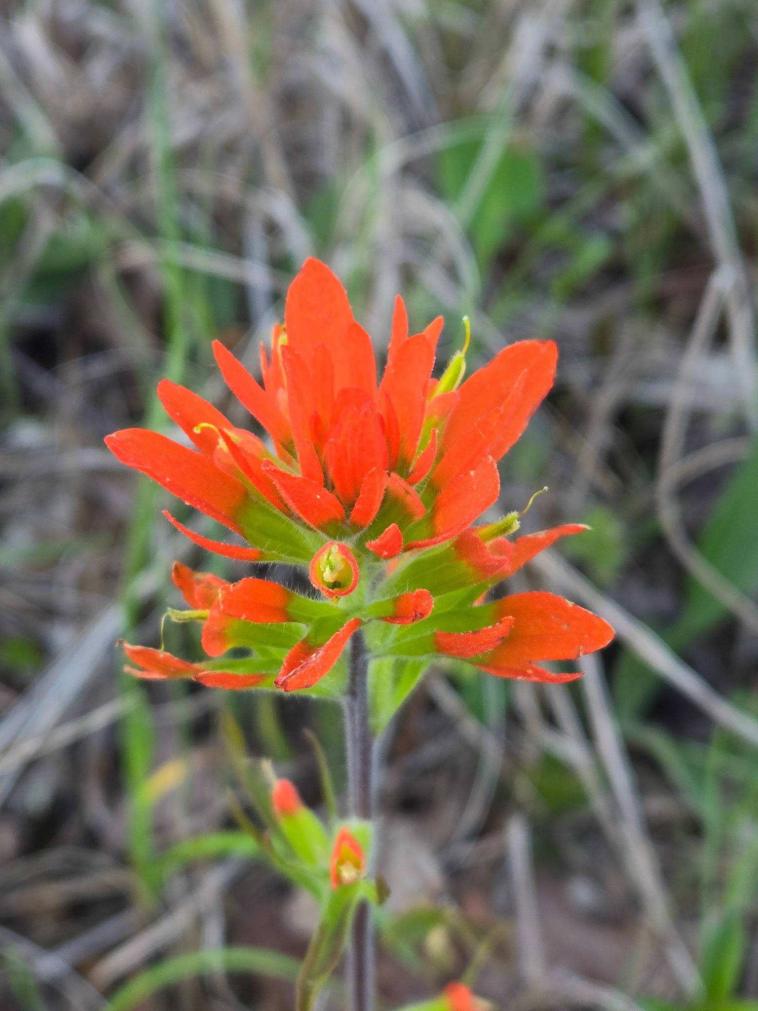 Indian Paintbrush