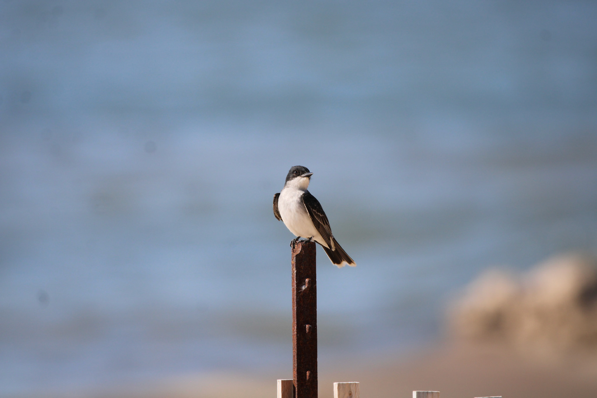 Eastern Kingbird