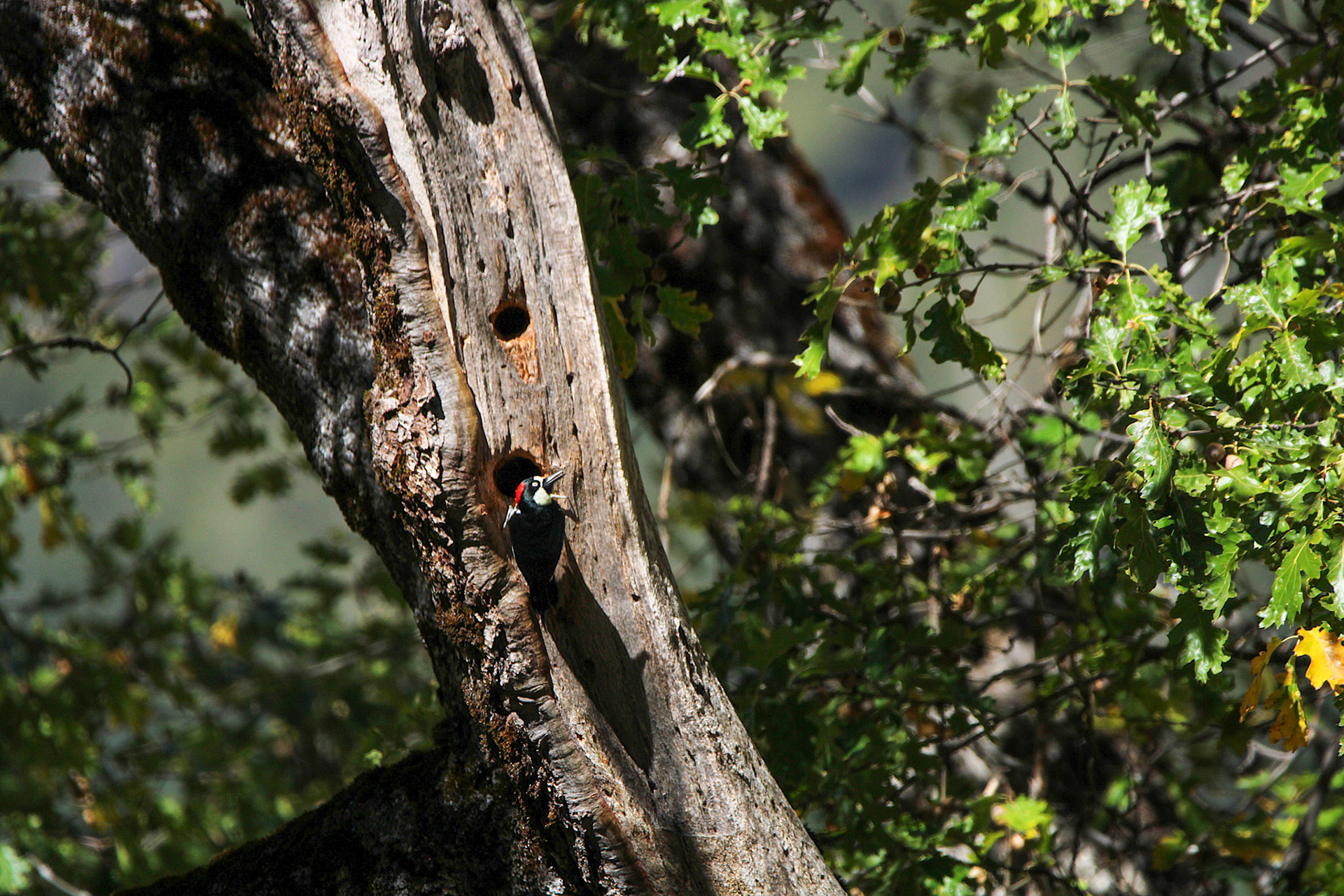 Acorn Woodpecker - Yosemite Valley