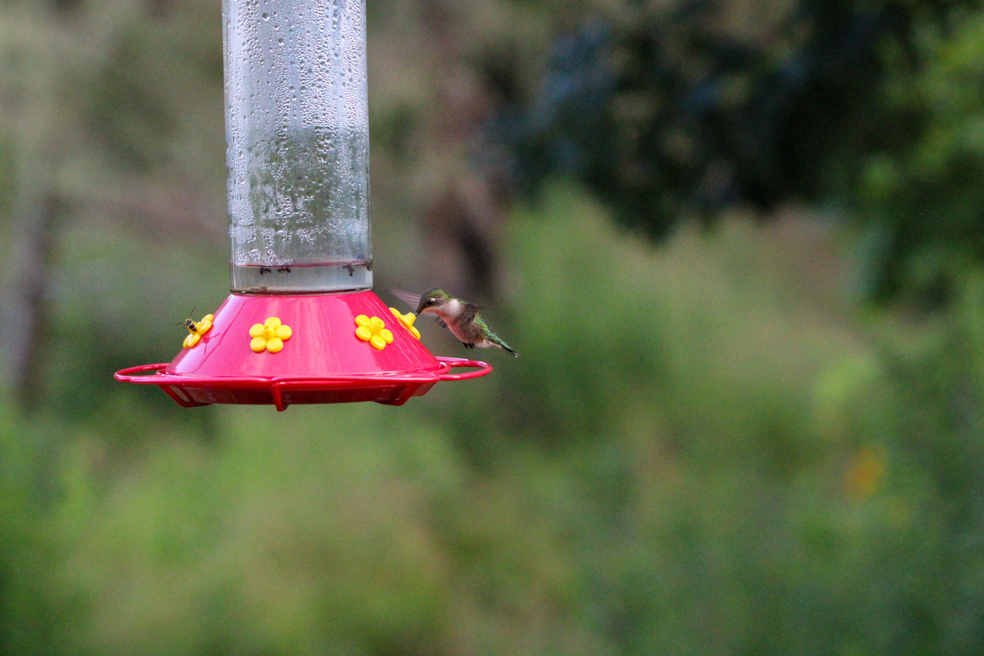 Ruby-throated Hummingbird by Ryan
