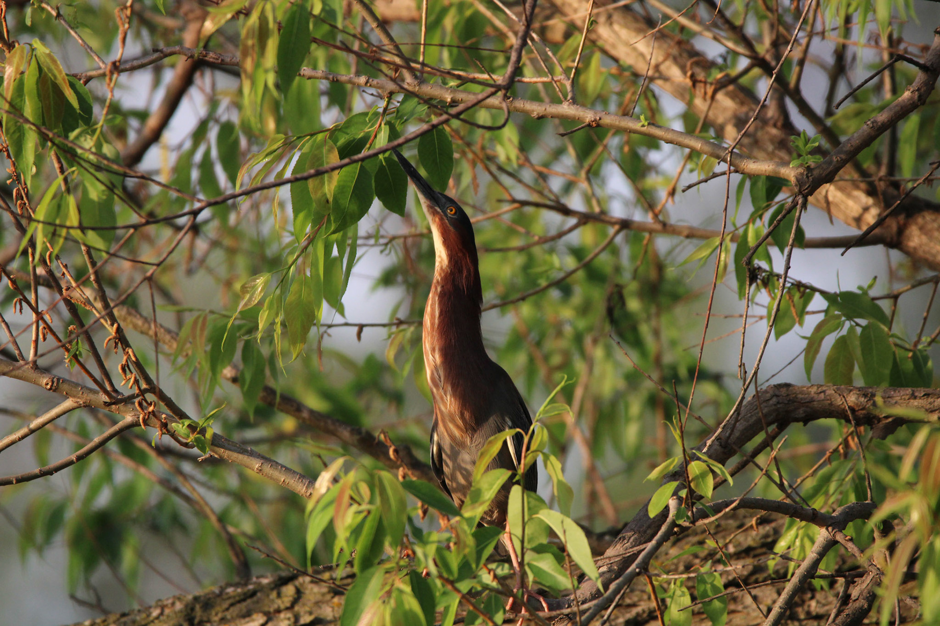 Green Heron