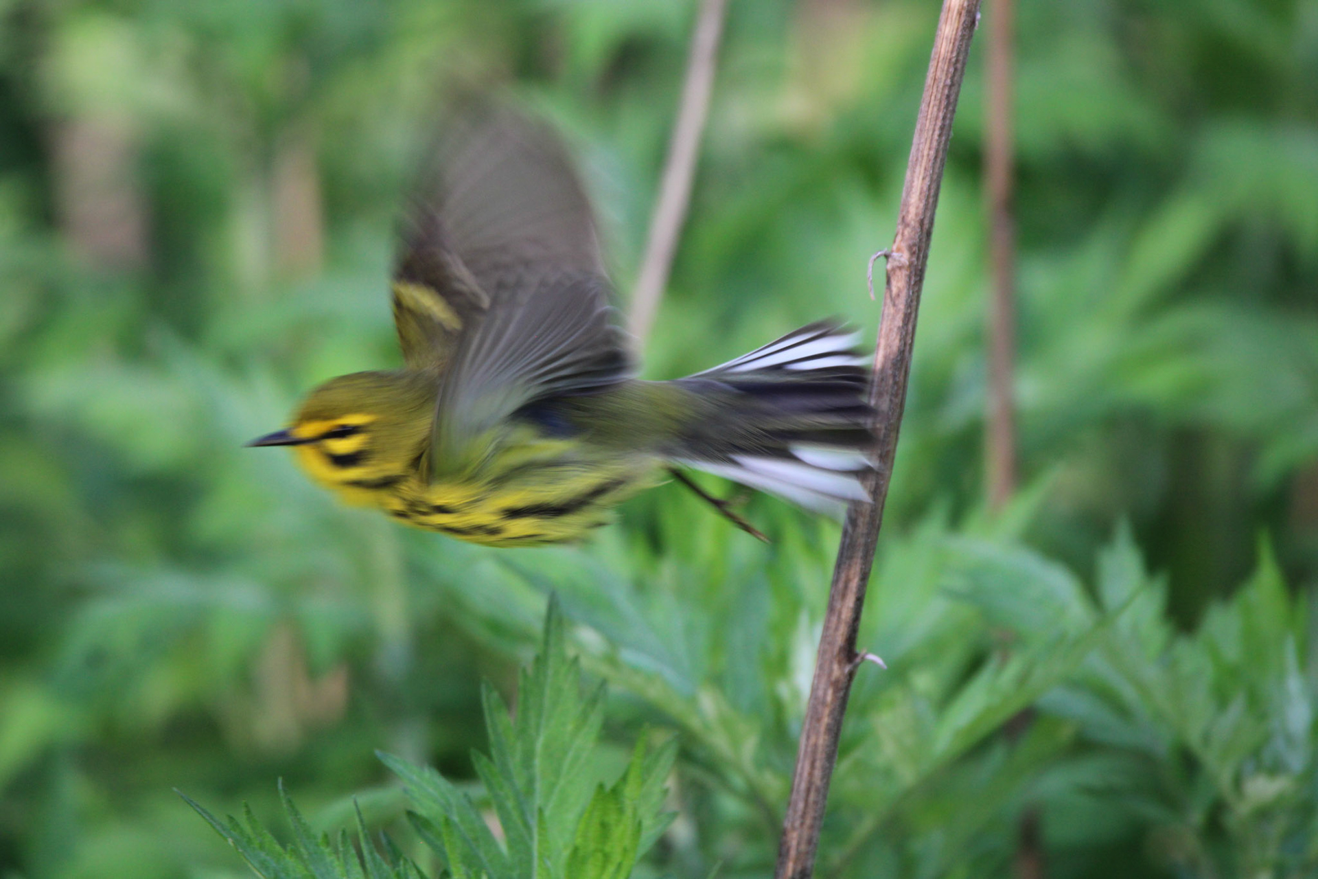 Prairie Warbler