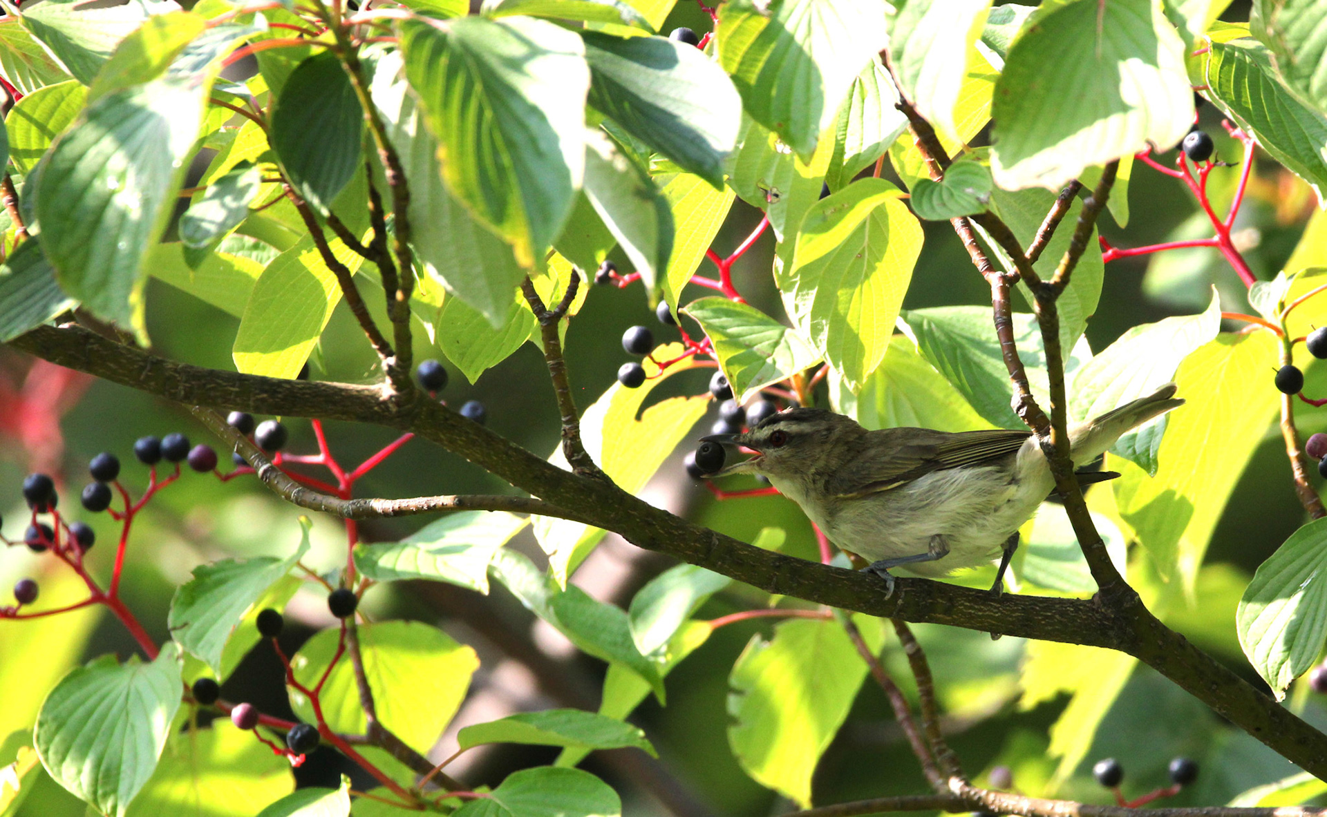 Red-eyed Vireo