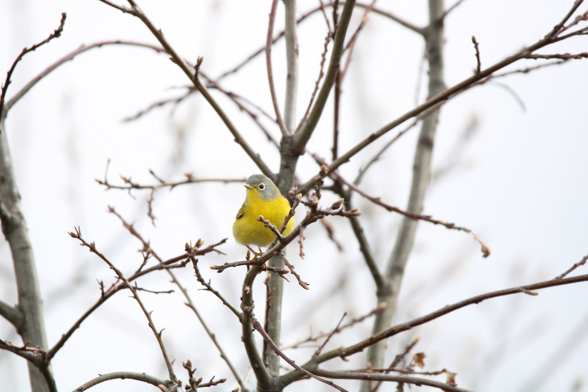 Nashville Warbler