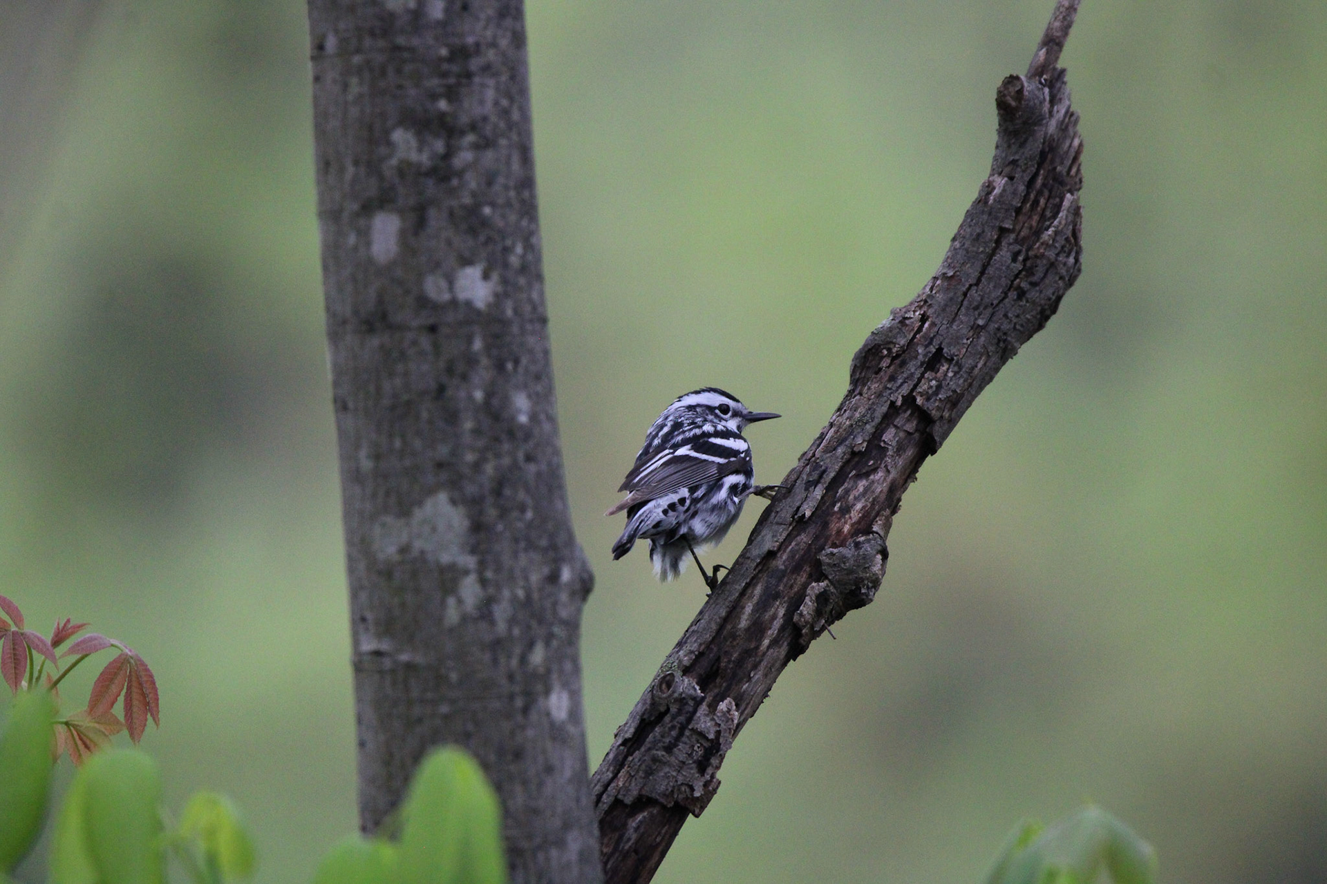 Black-and-white Warbler