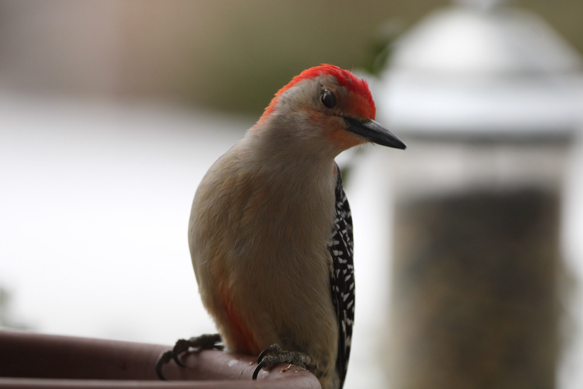 Red-bellied Woodpecker