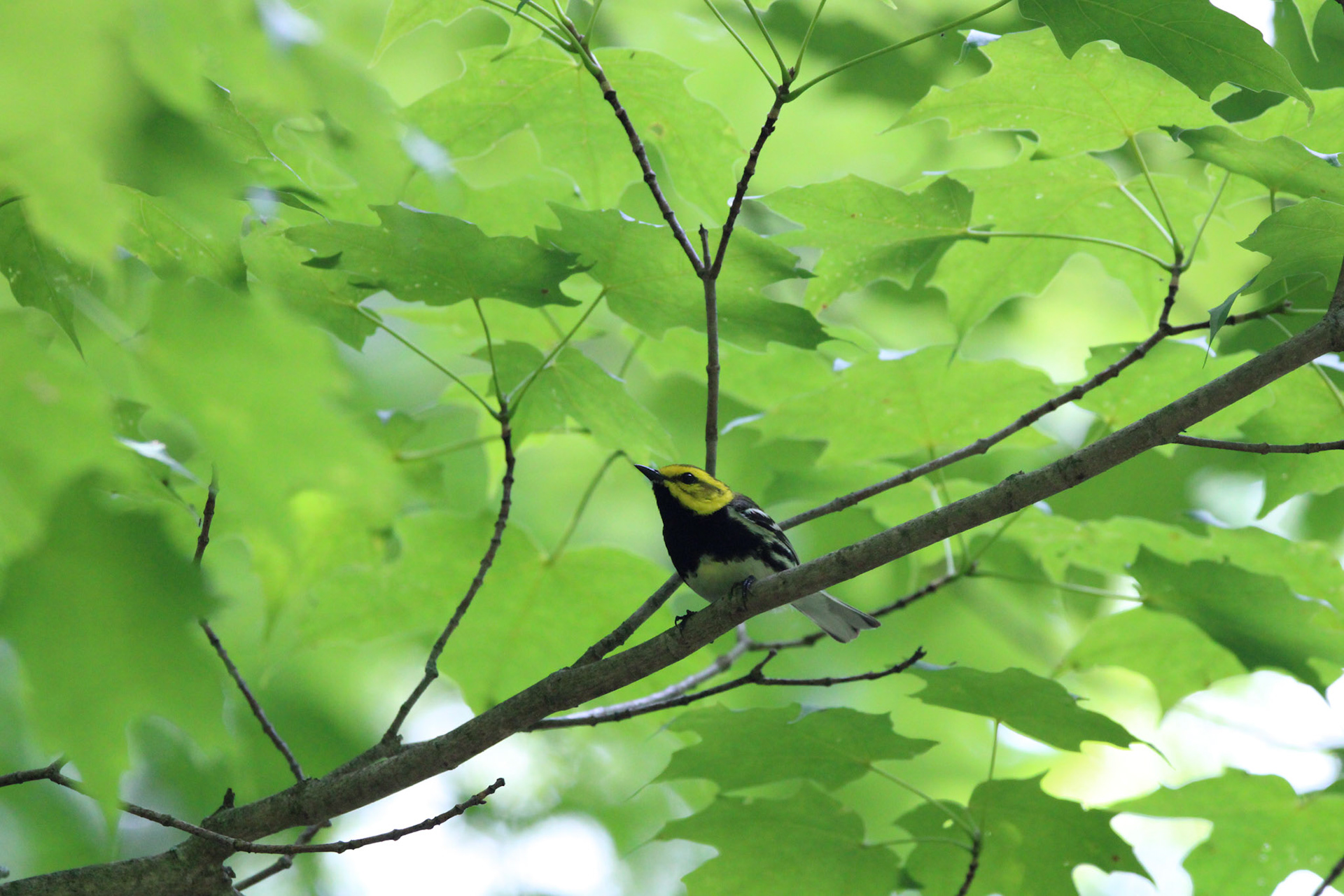 Black-throated Green Warbler