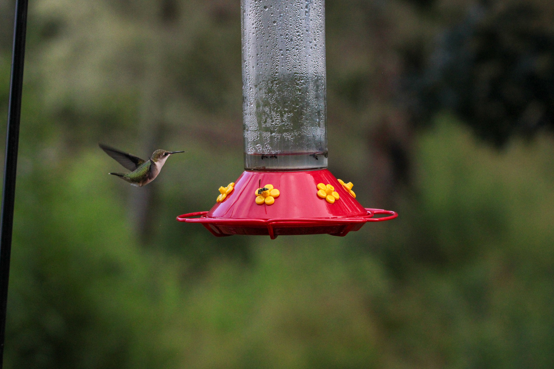 Ruby-throated Hummingbird by Ryan