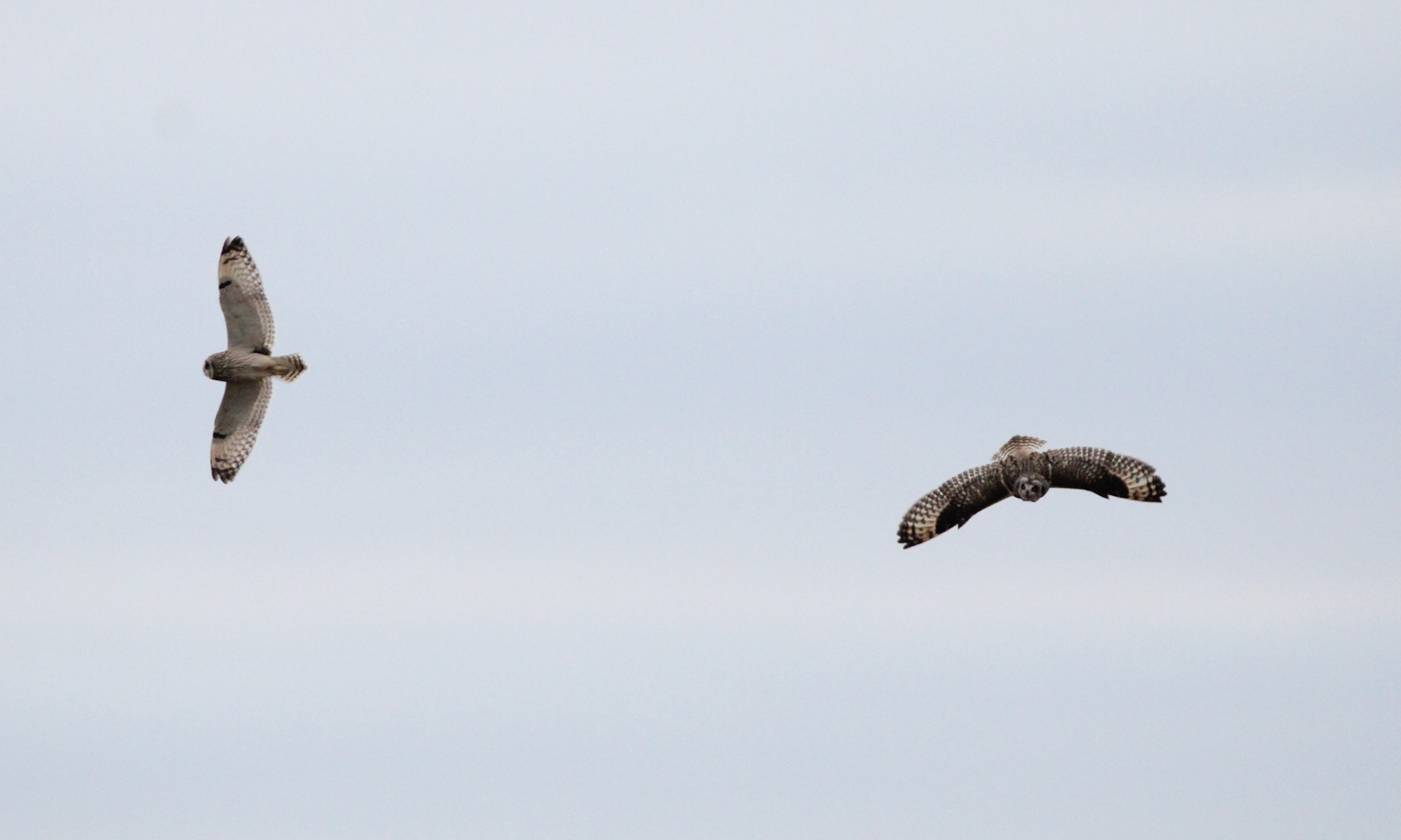 Short-eared Owls