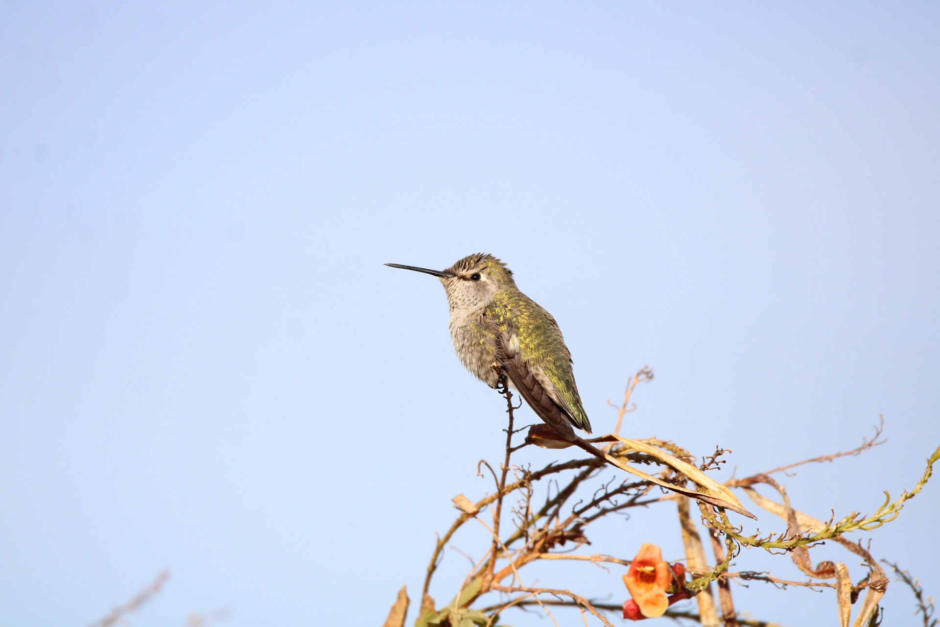 Anna's Hummingbird