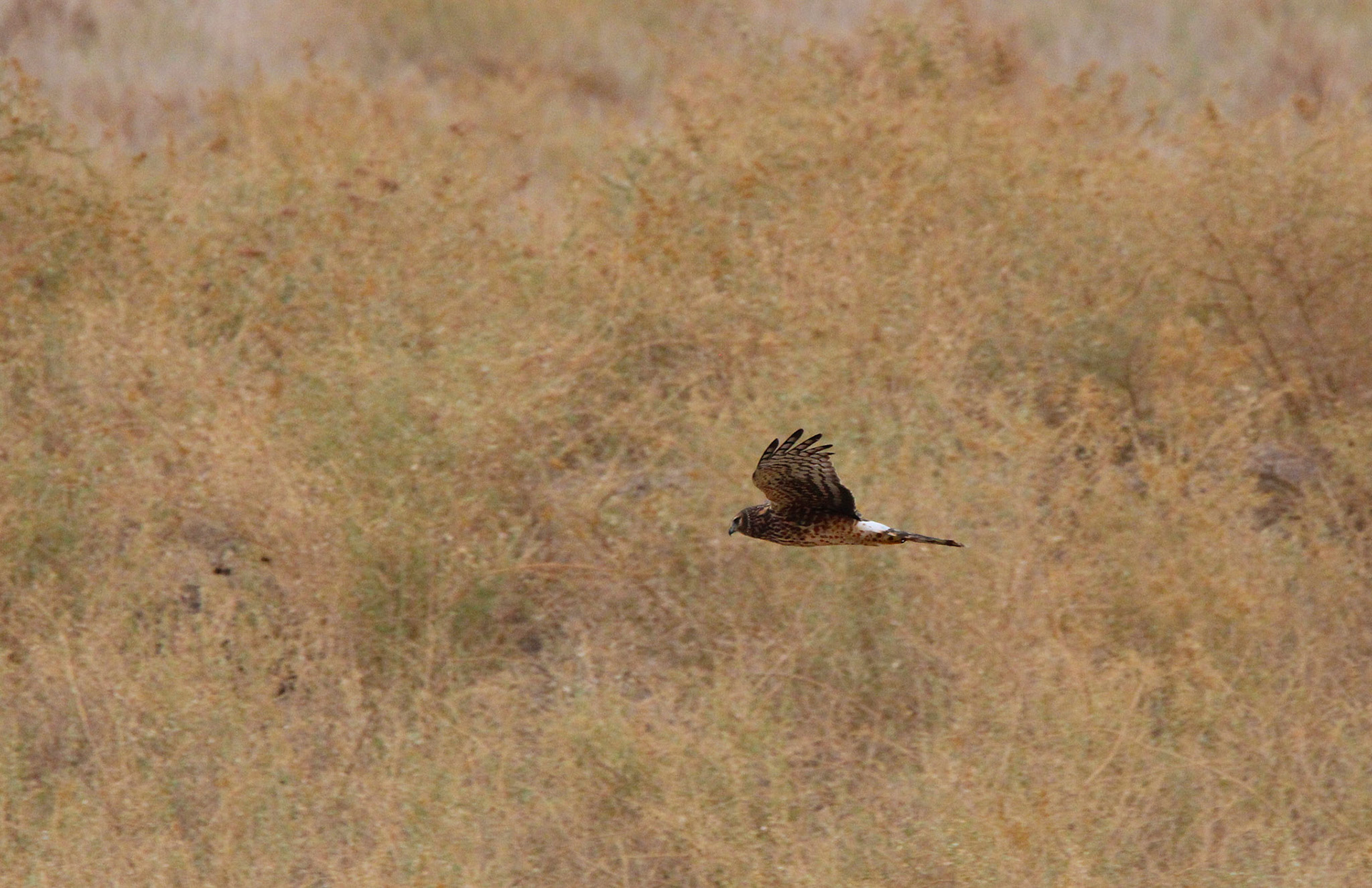 Northern Harrier