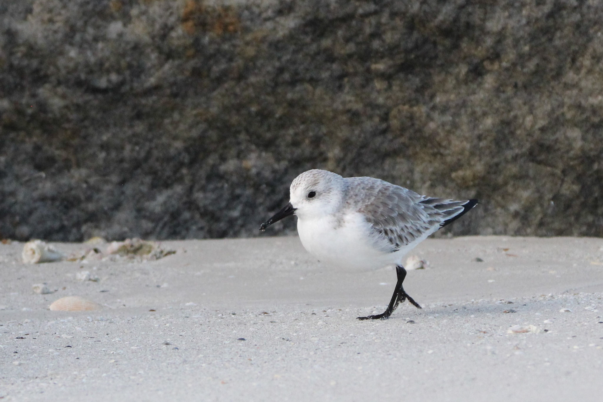 Sanderling